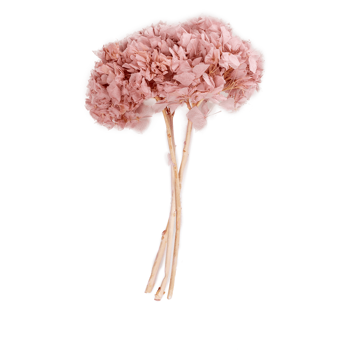 Hortensia Preserve Dried Botanical