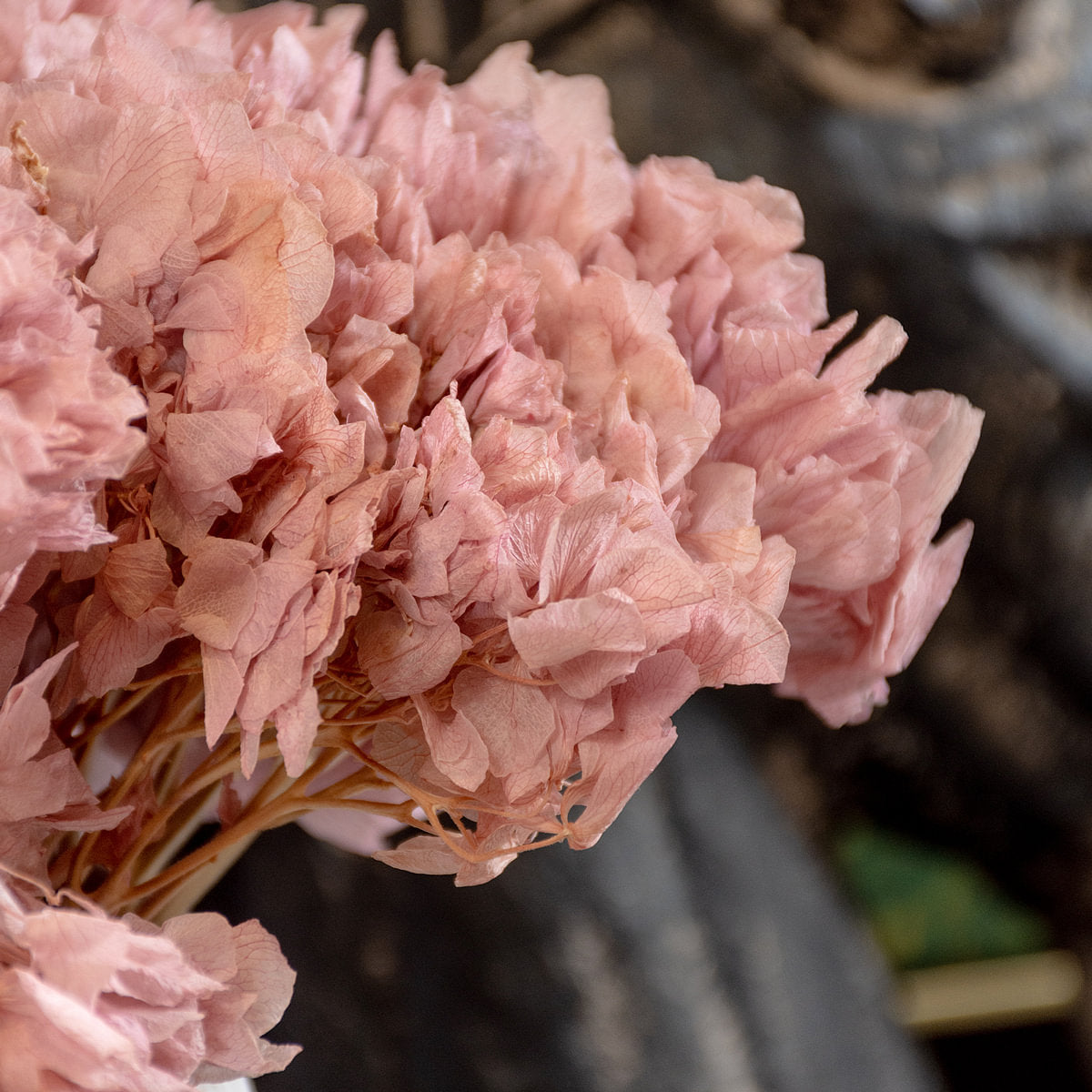Hortensia Preserve Dried Botanical