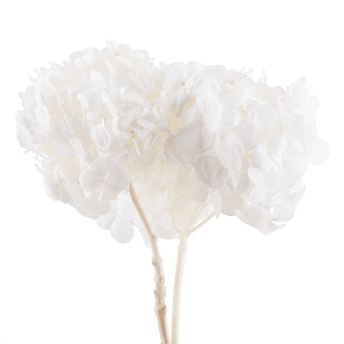Hortensia Dried Botanical