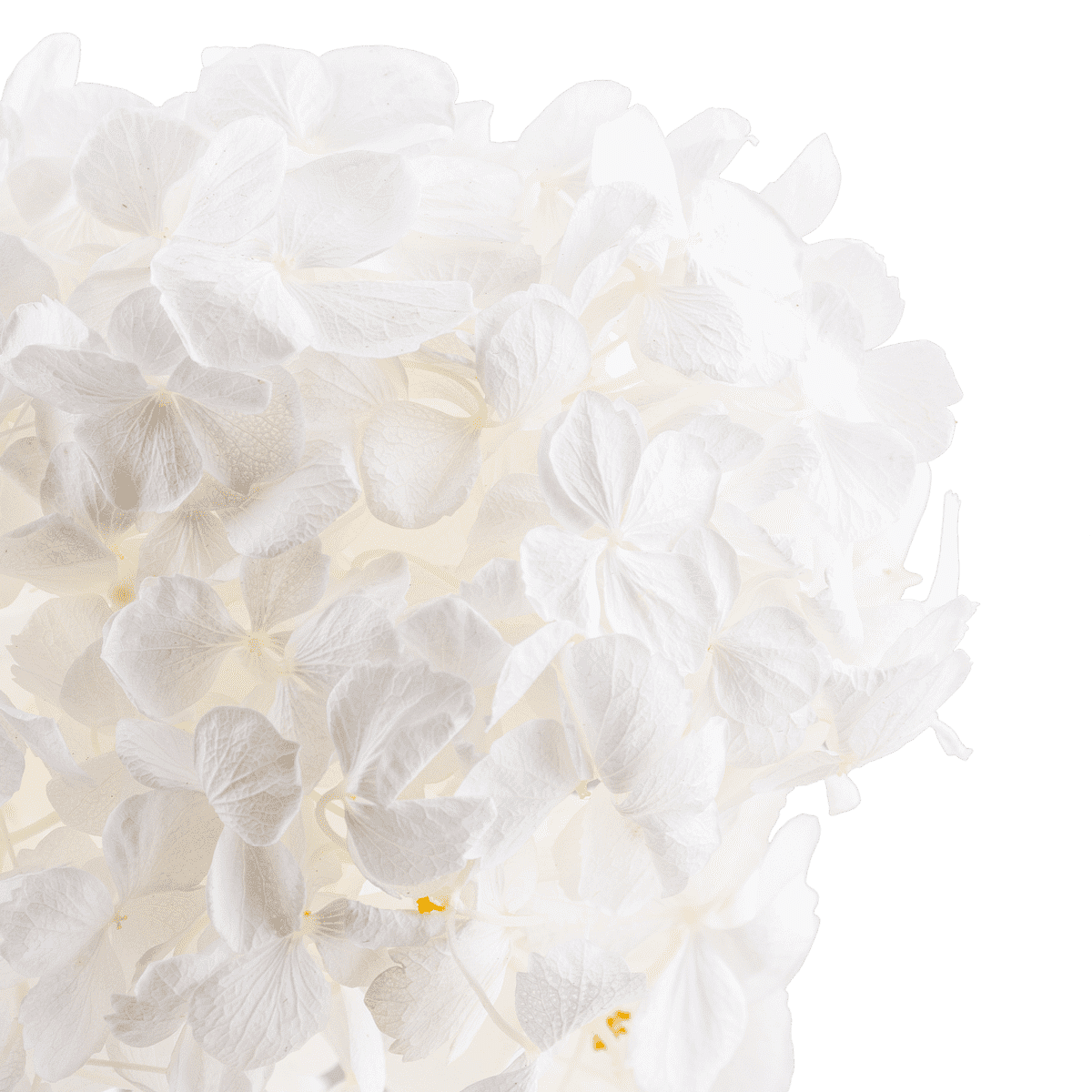 Hortensia Preserve Dried Botanical