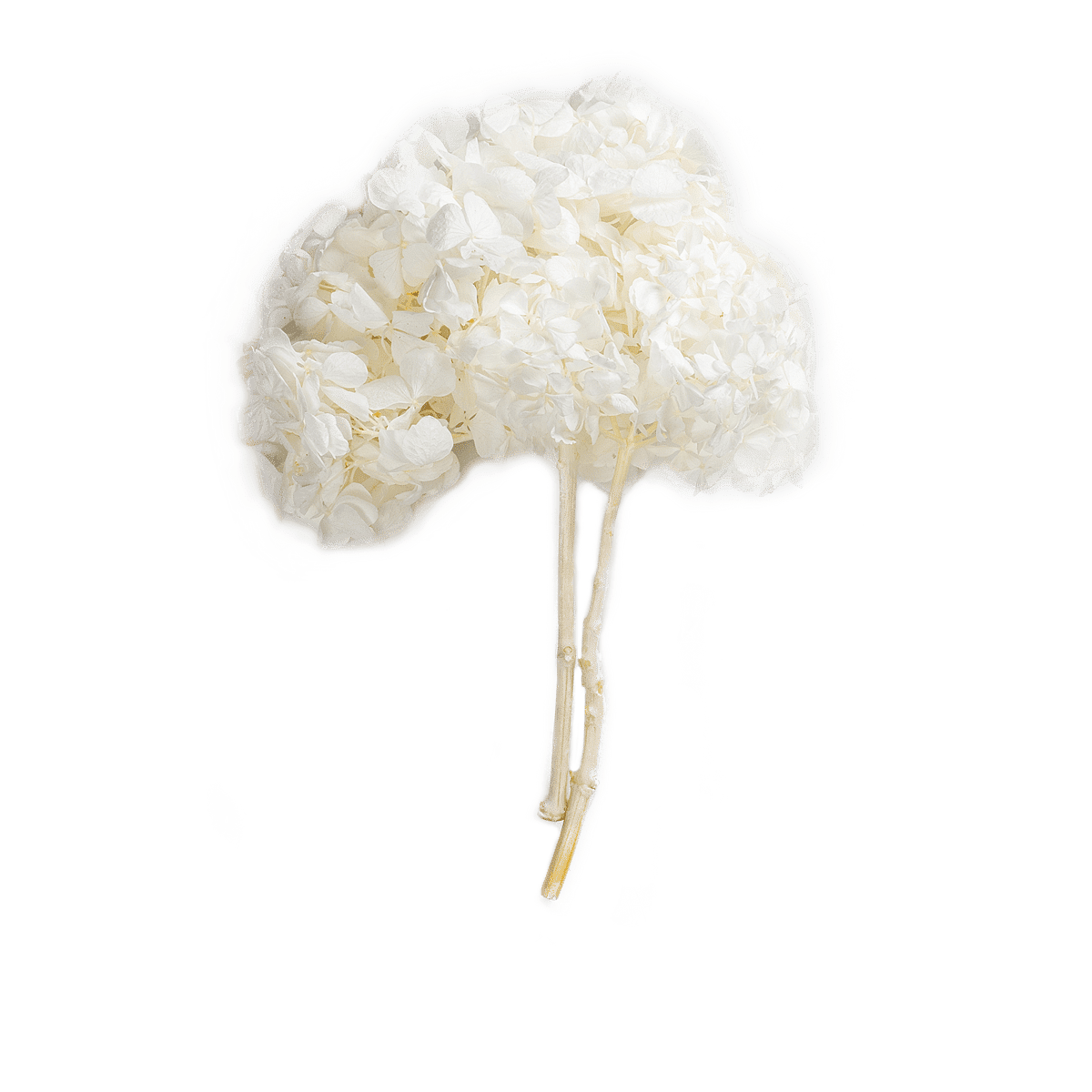 Hortensia Dried Botanical