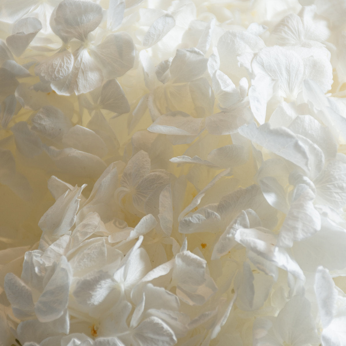 Hortensia Dried Botanical
