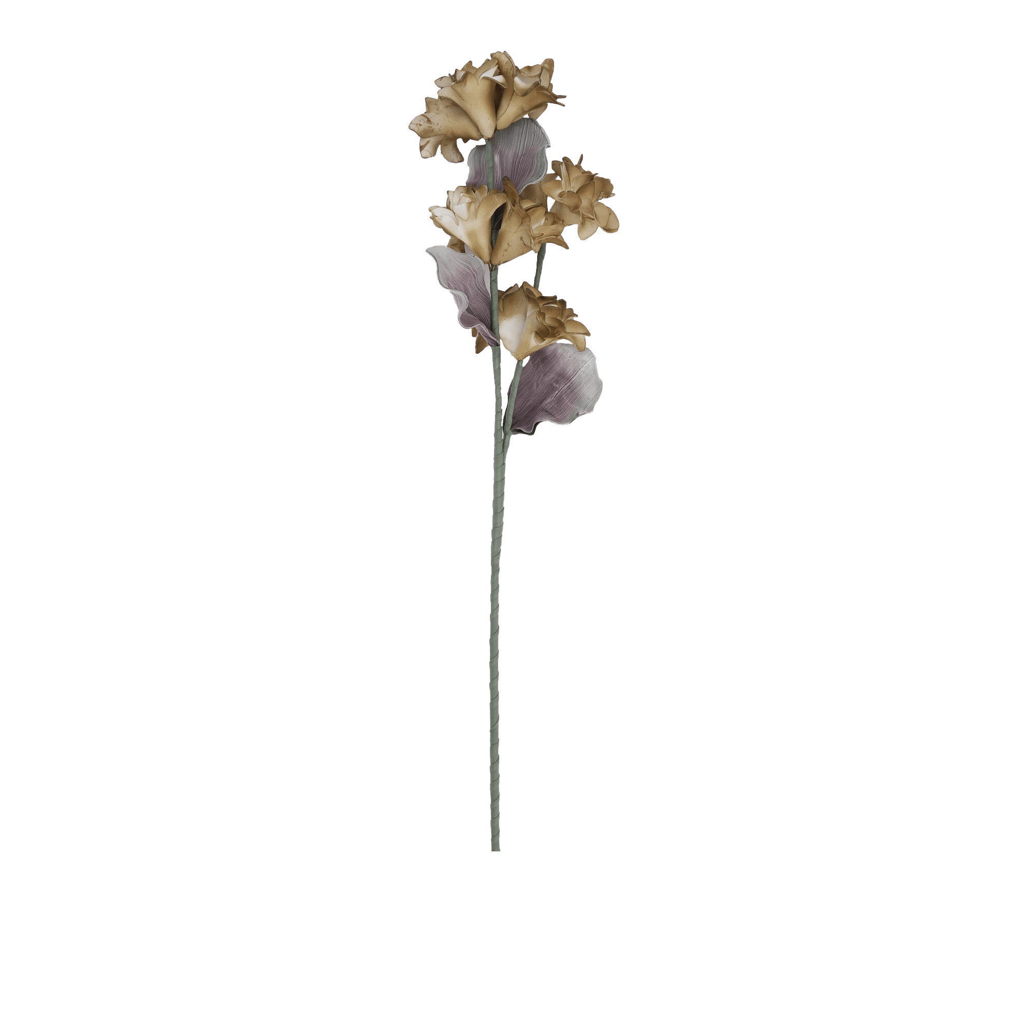 COCKSCOMB FLOWER H