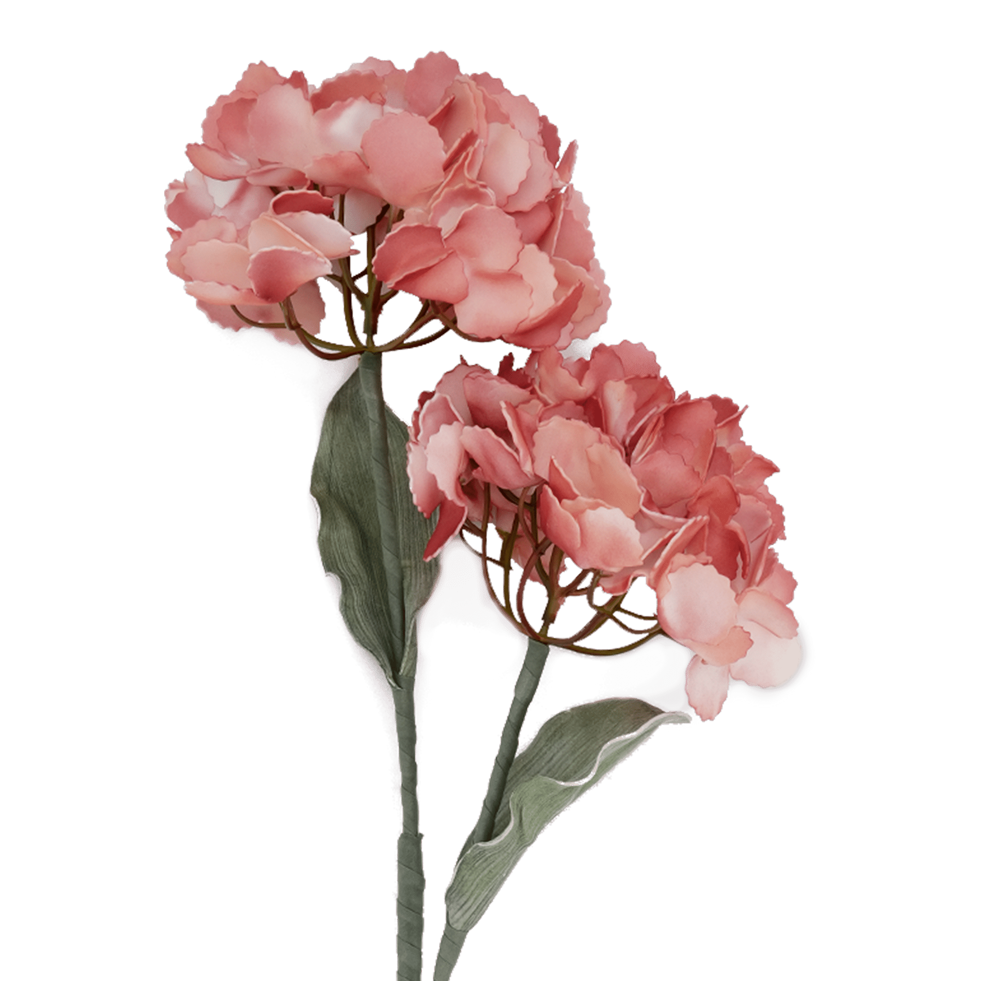 Hydrangea Flower Orange