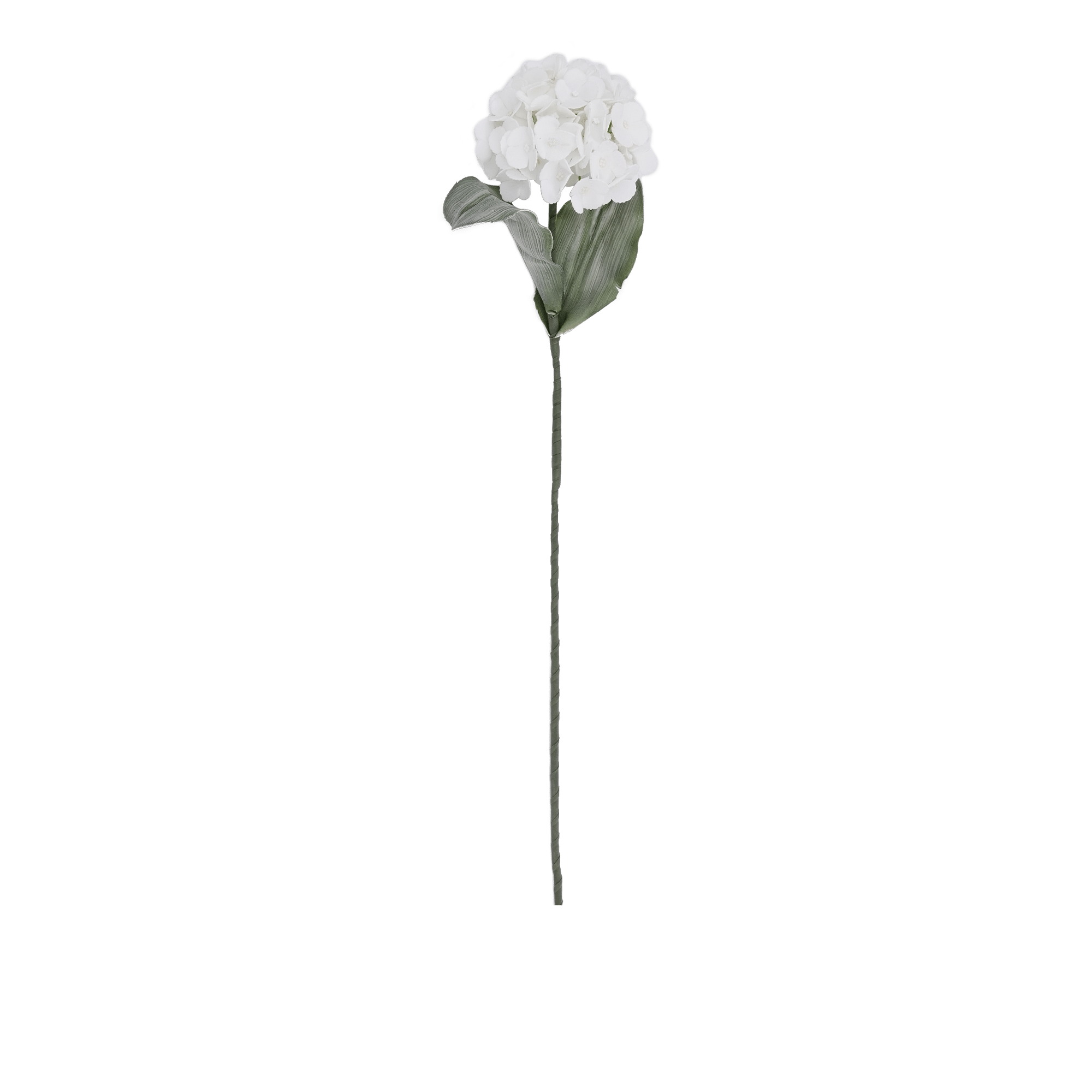 Hydrangea Stem