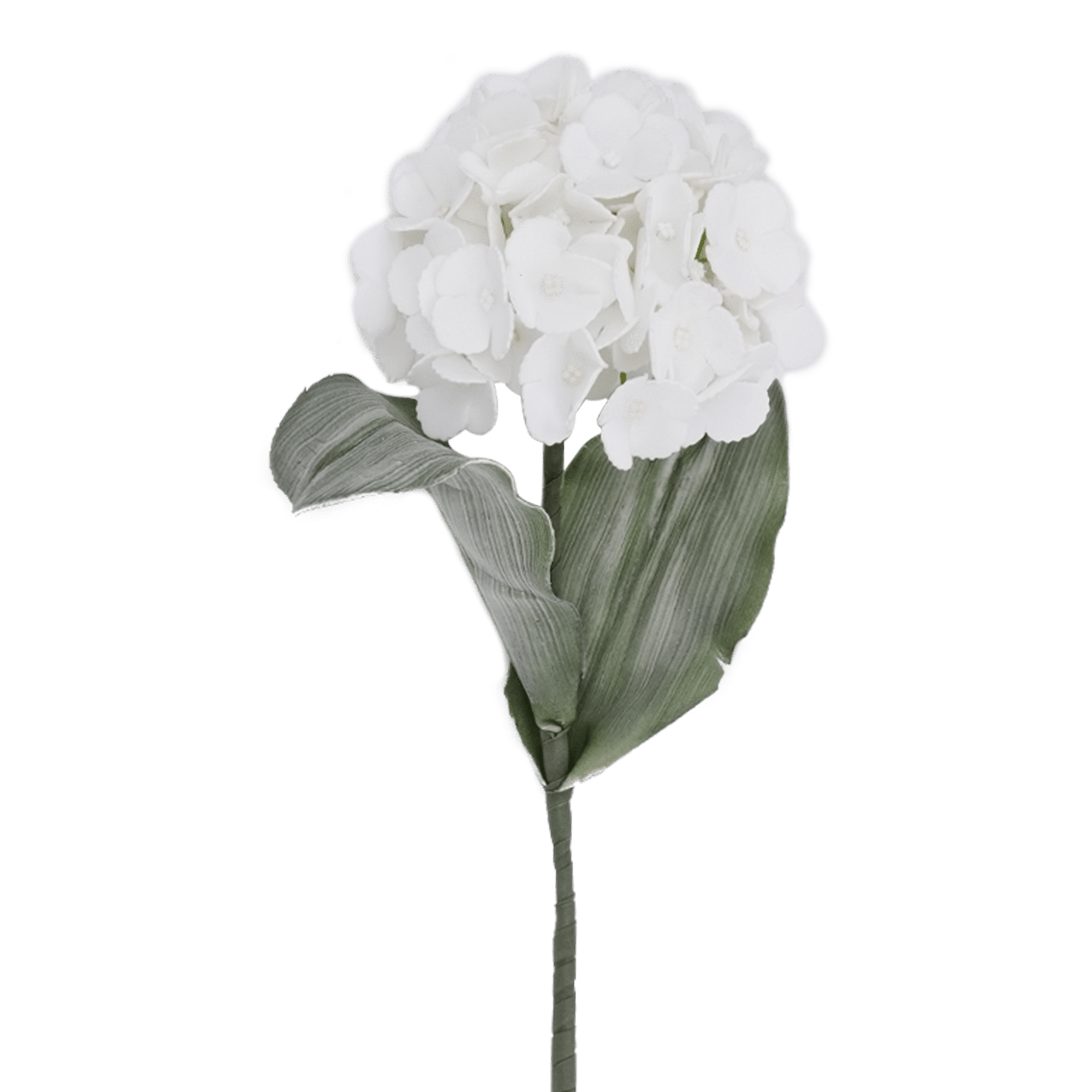 Hydrangea Stem