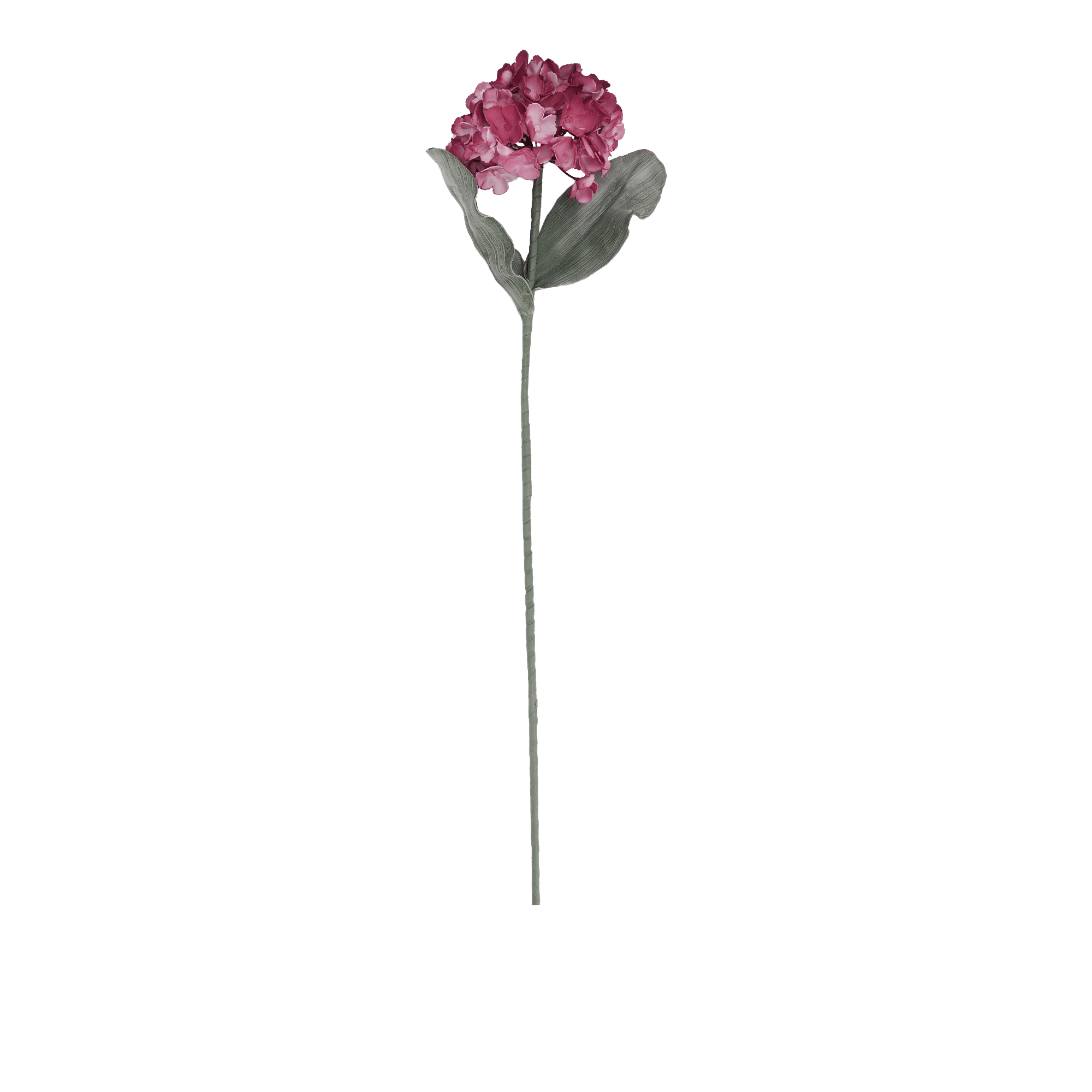 Hydrangea Stem