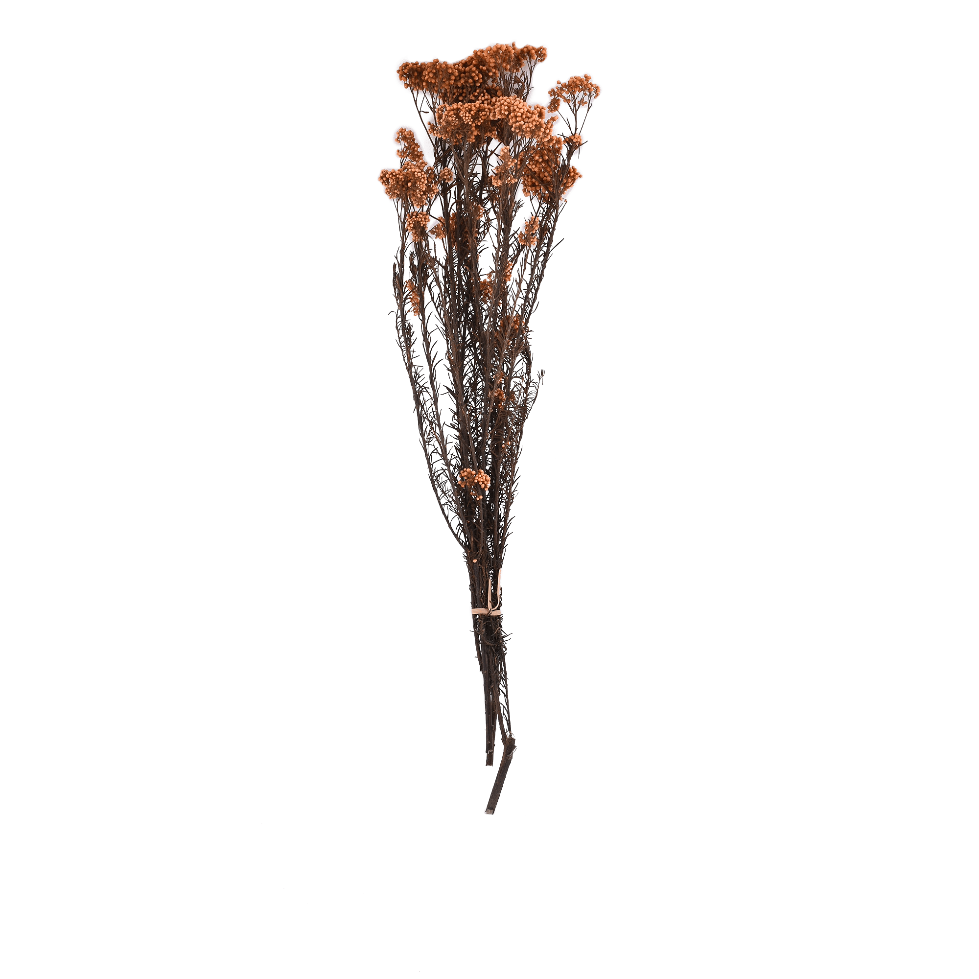 Ozothamnus Diosmifolius Dried Botanical