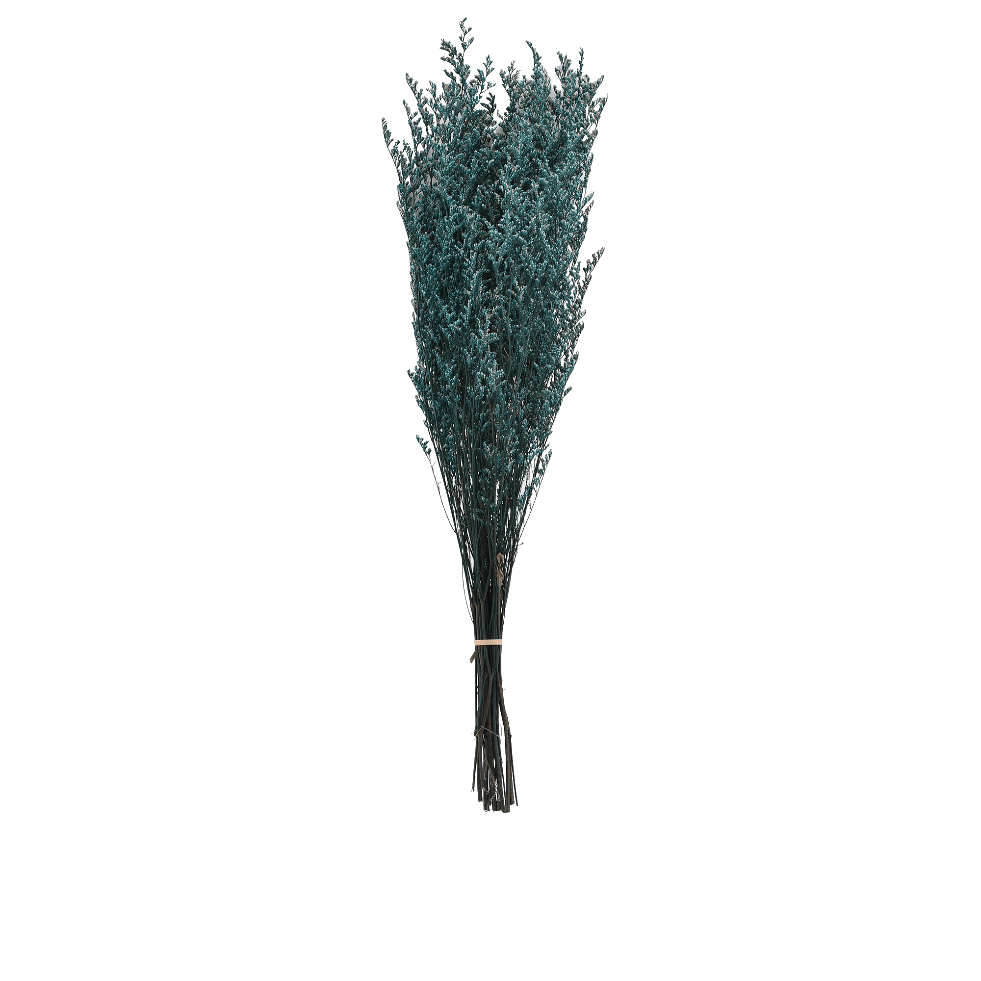 Preserve Codariocalyx Dried Botanical