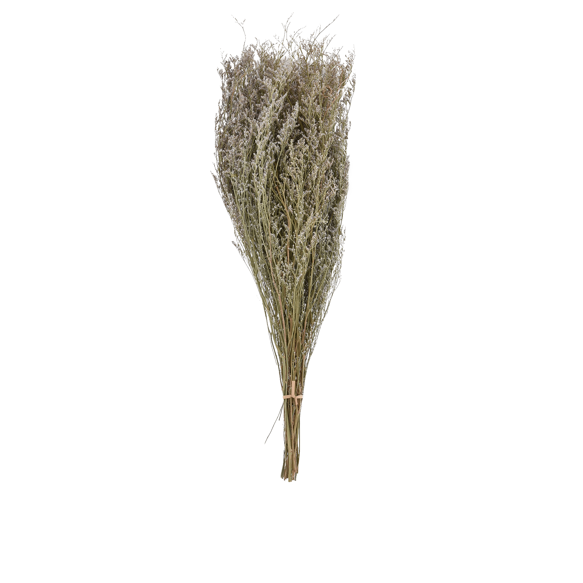 Preserve Codariocalyx Dried Botanical