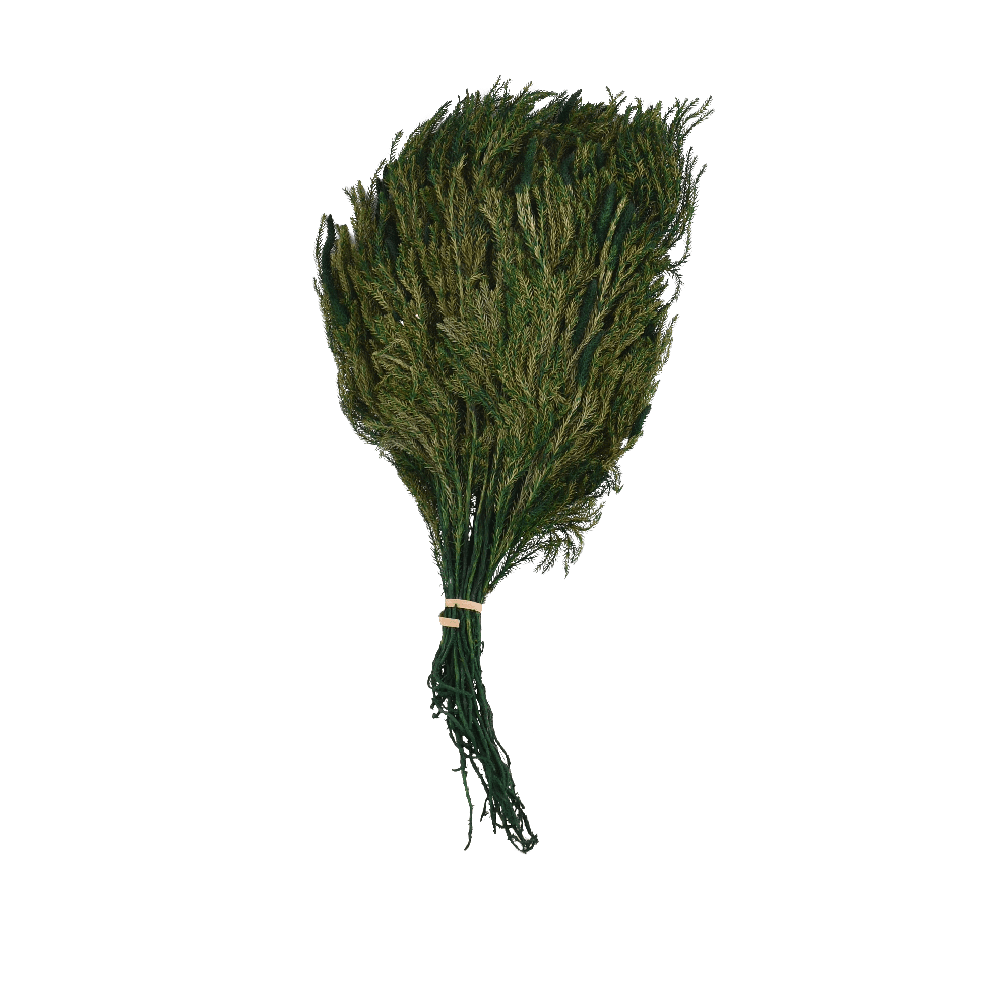 Lycopodium Japonicum Dried Botanical