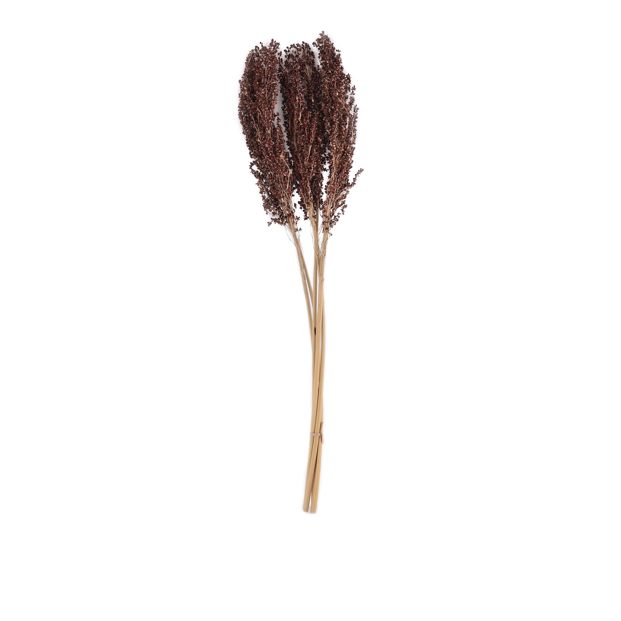 Sorghum Dried Botanical