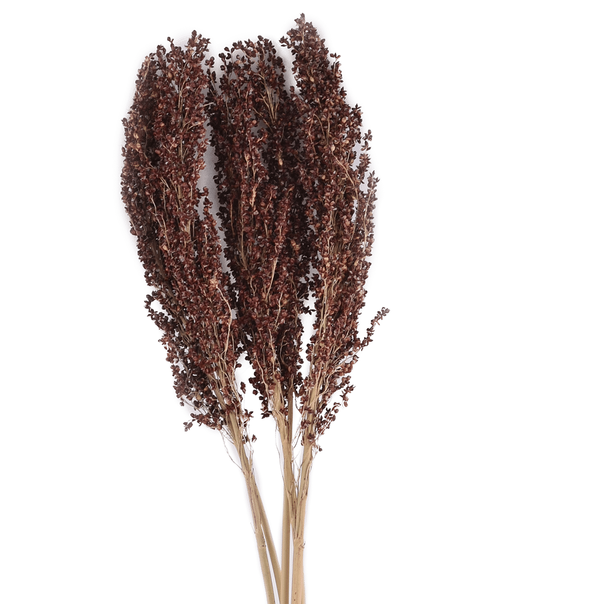 Sorghum Dried Botanical