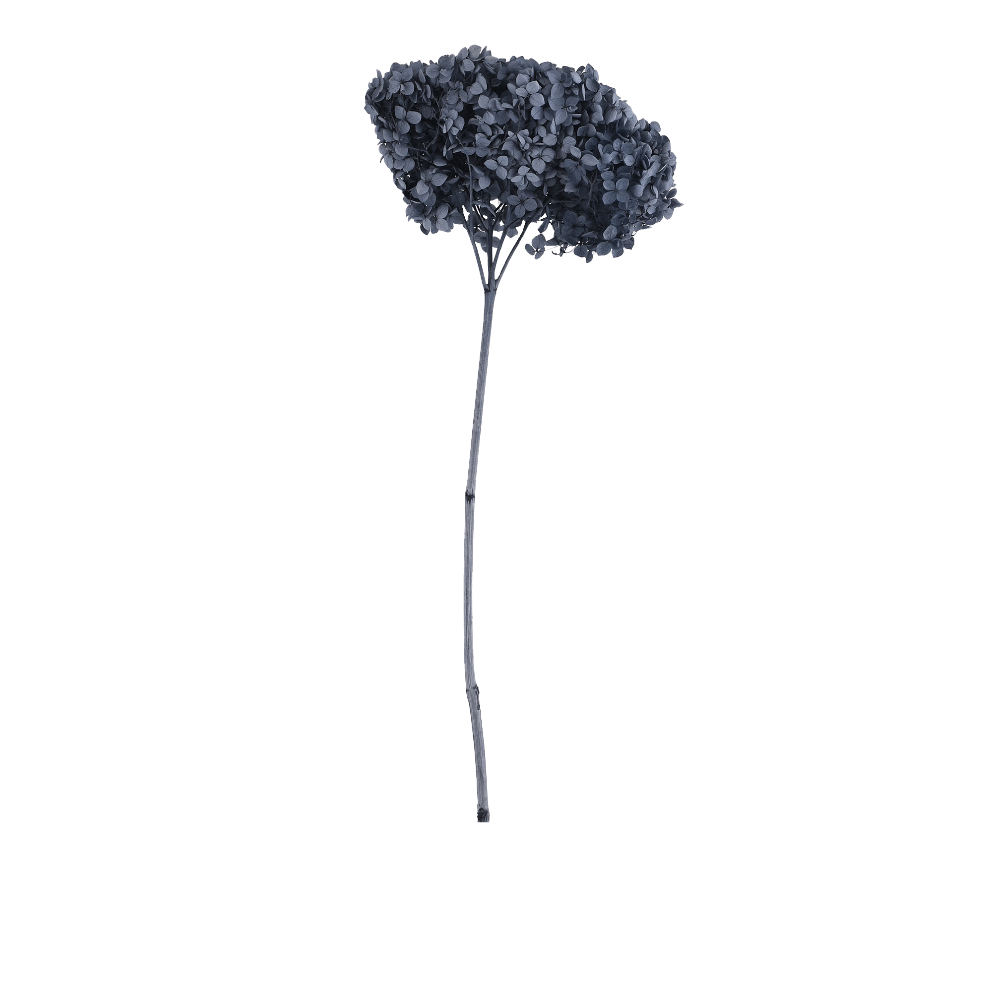 Hydrangea Macrophylla Dried Botanical