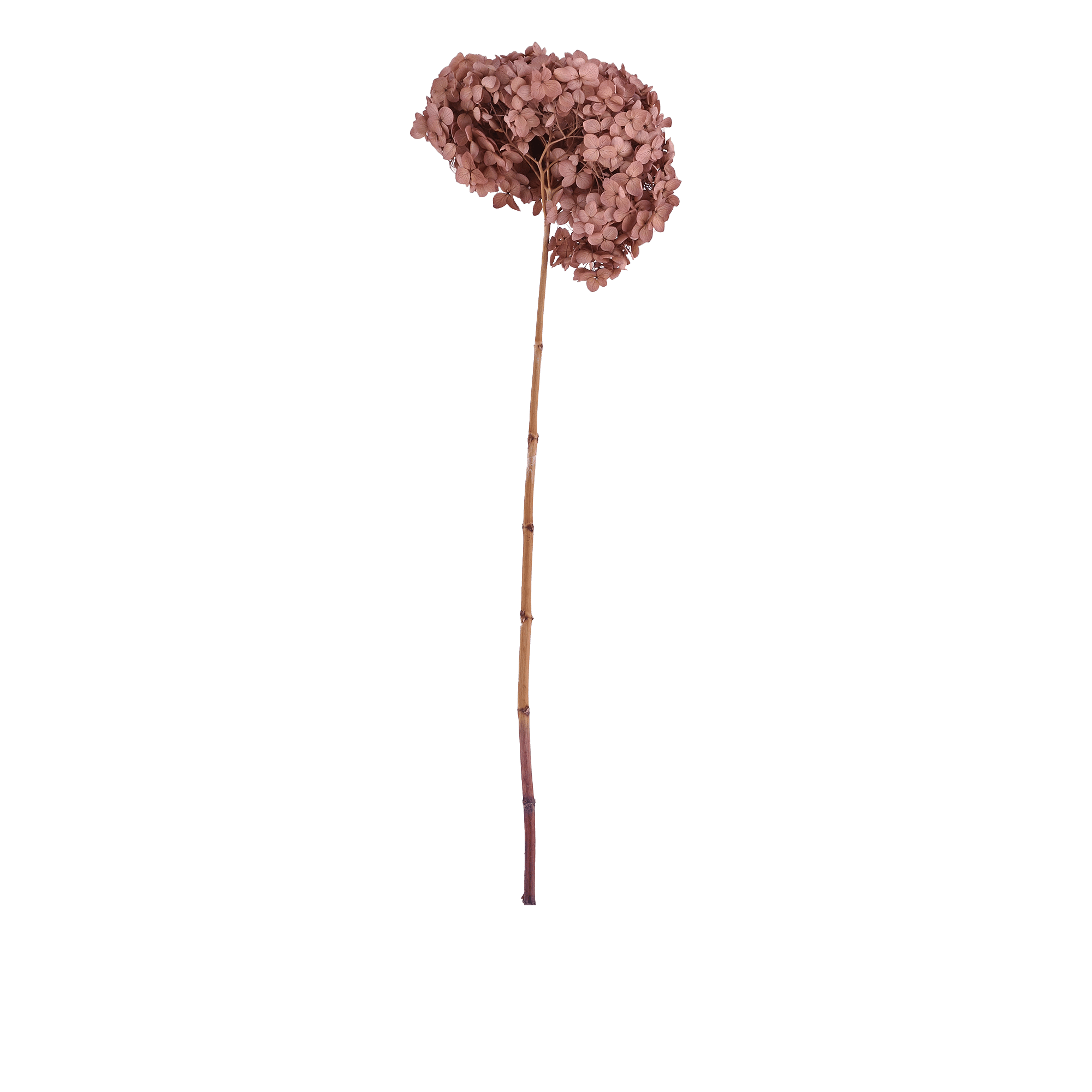 Hydrangea Macrophylla Dried Botanical