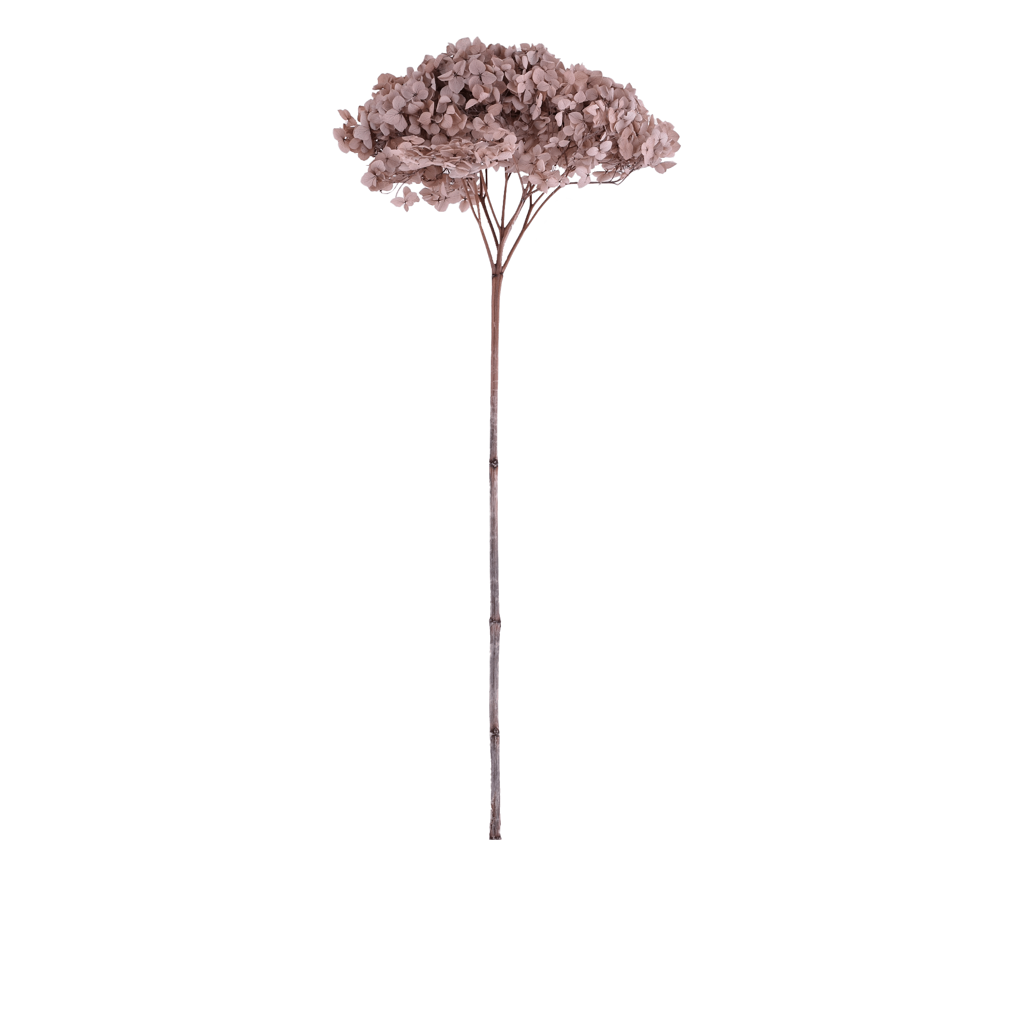 Hydrangea Macrophylla Dried Botanical