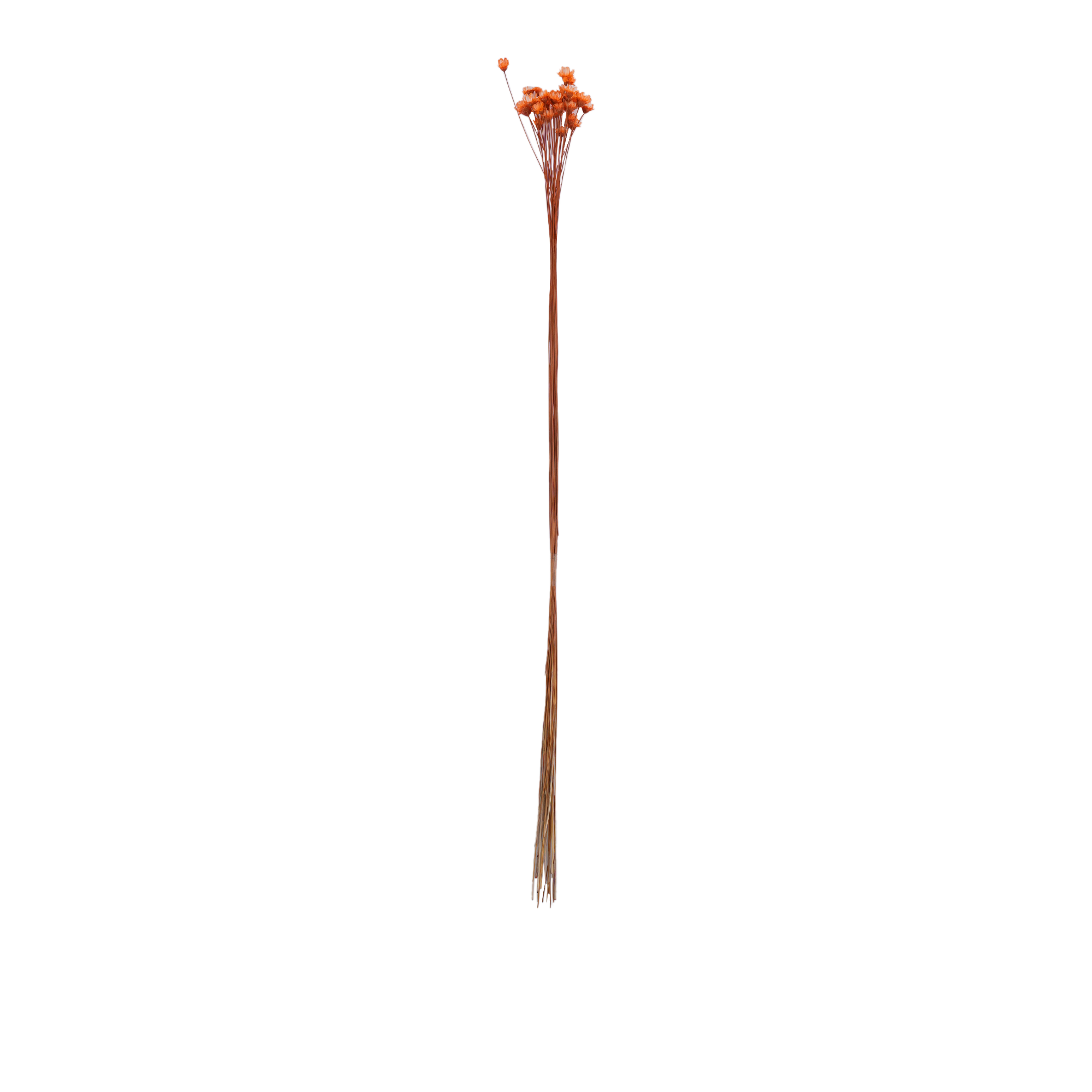 Eriocaulaceae Mikado Dried Botanical