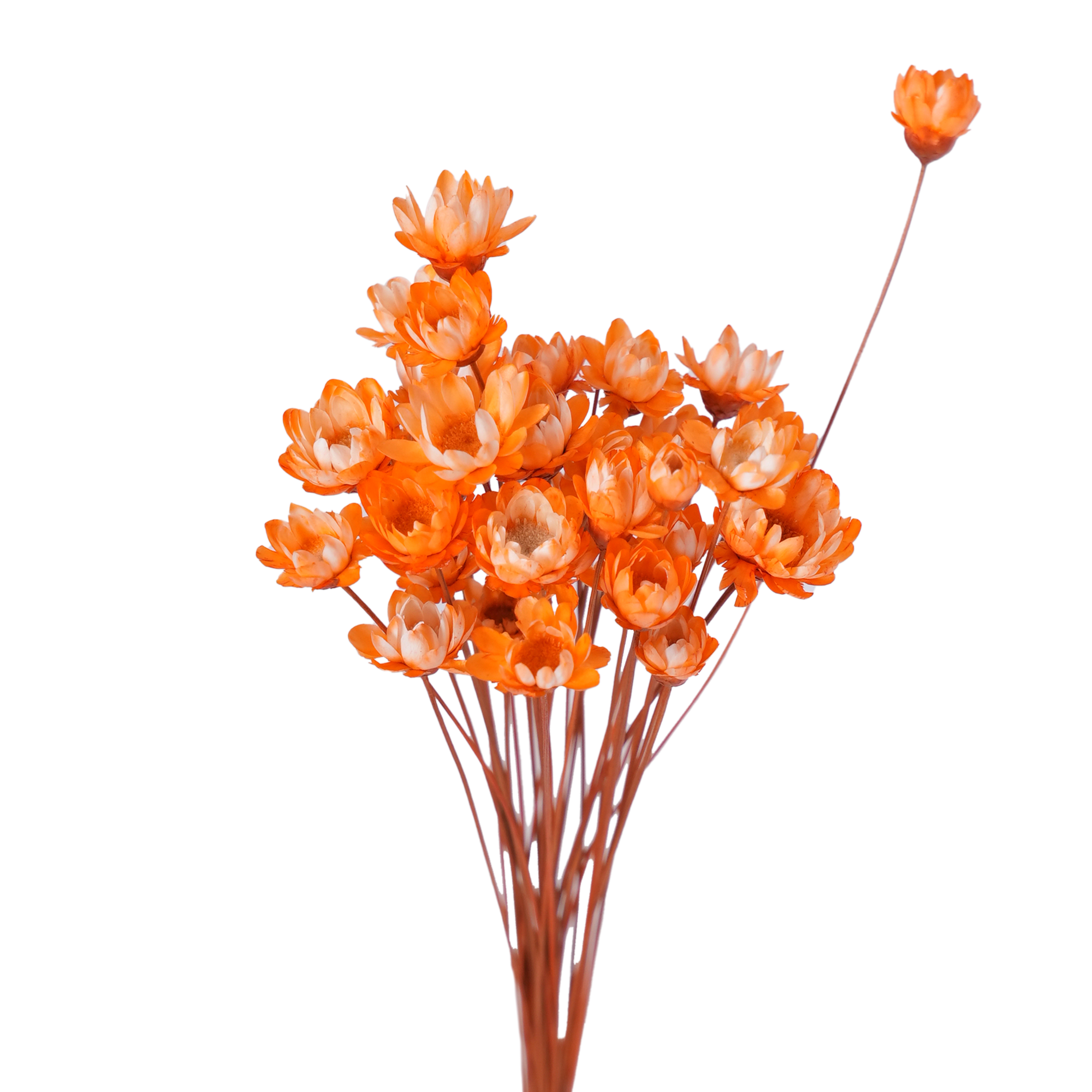 Eriocaulaceae Mikado Dried Botanical