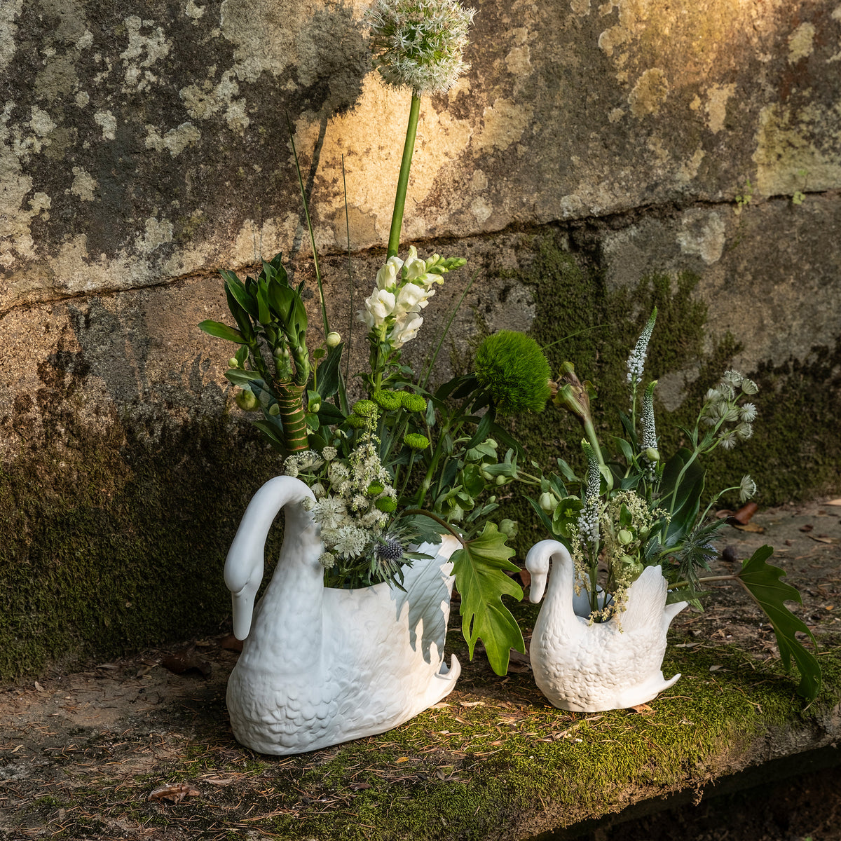Cisnes Swan
