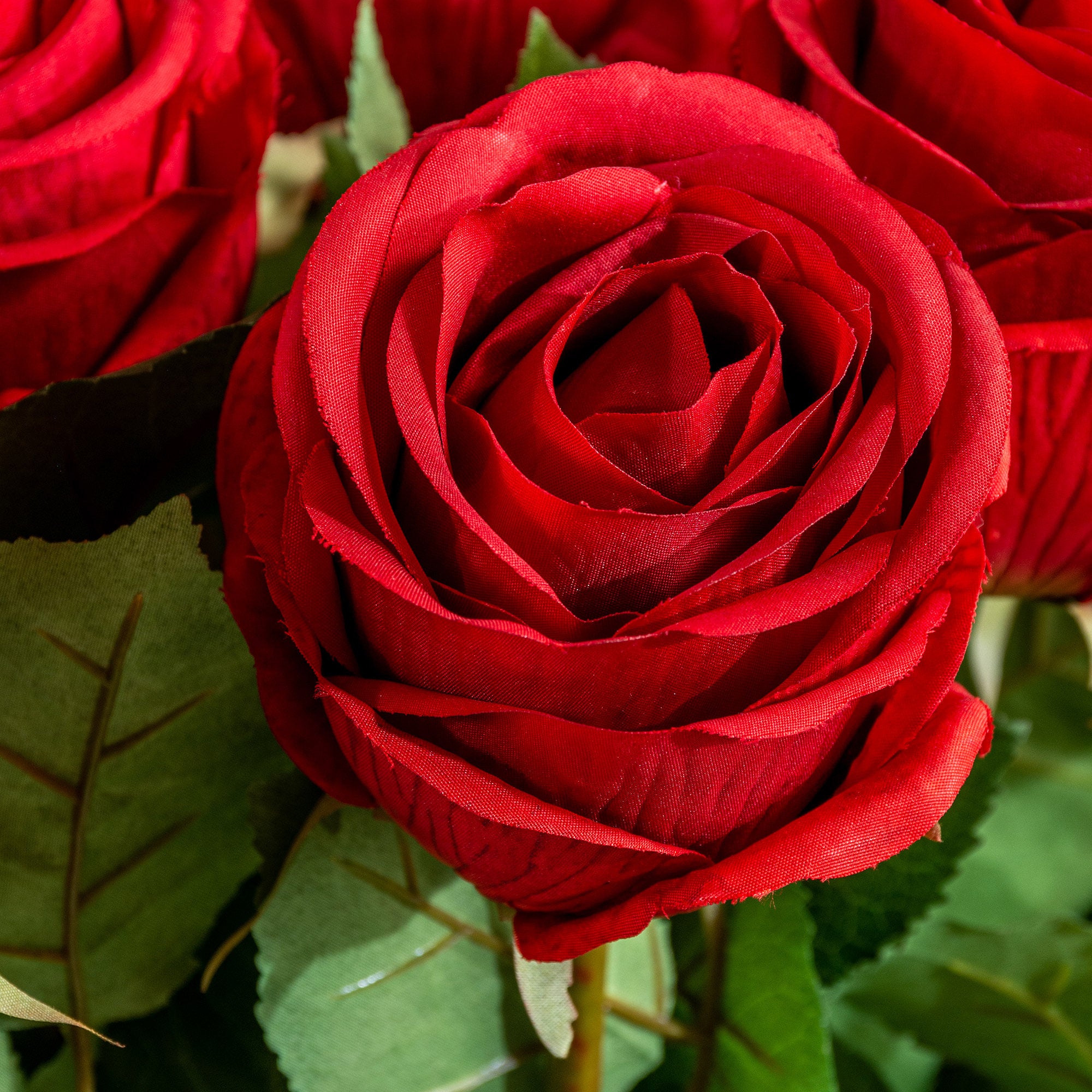 Rose Stem