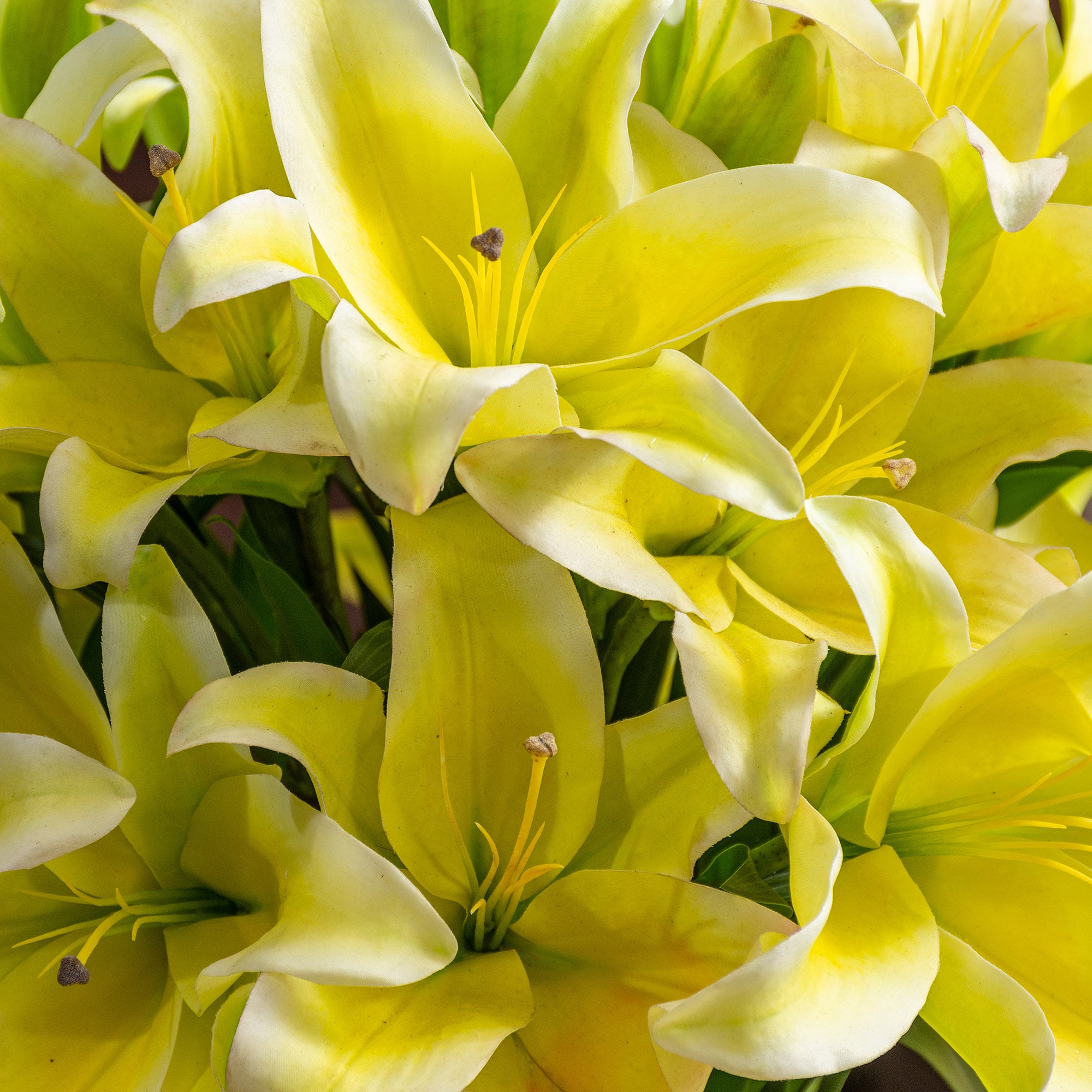Lily Spray