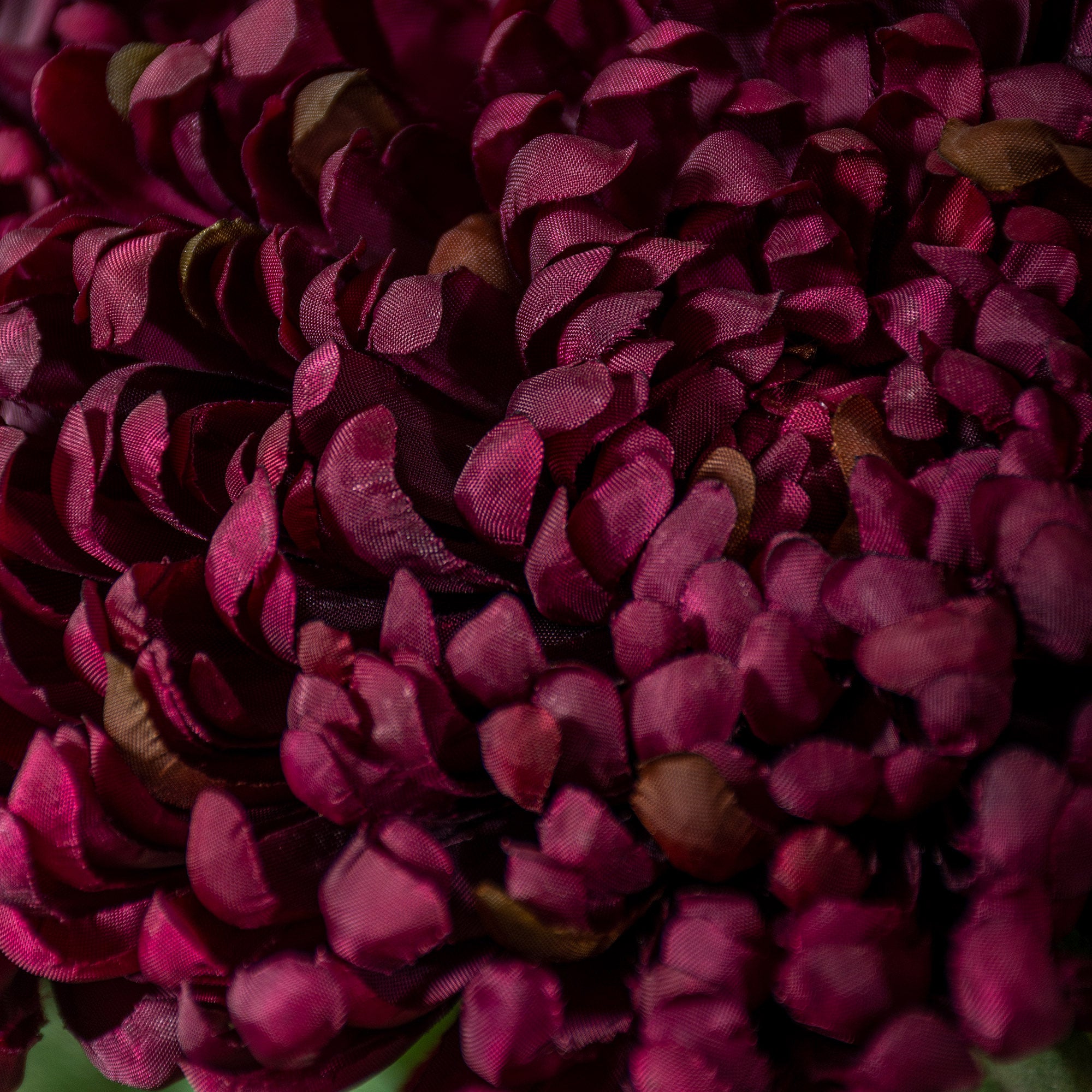 Chrysanthemum Stem