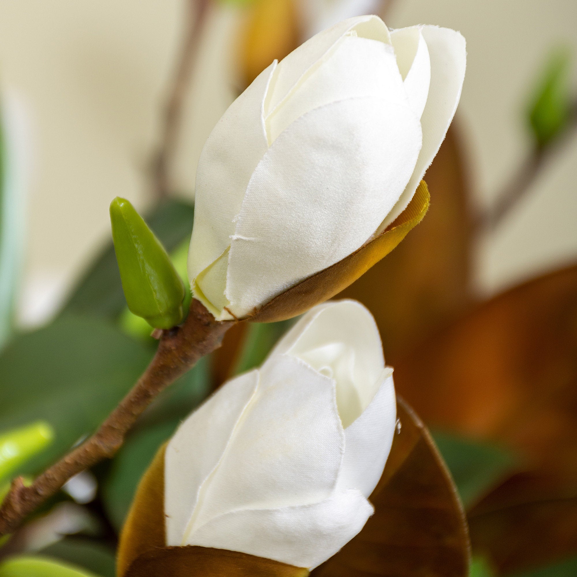 Magnolia Stem