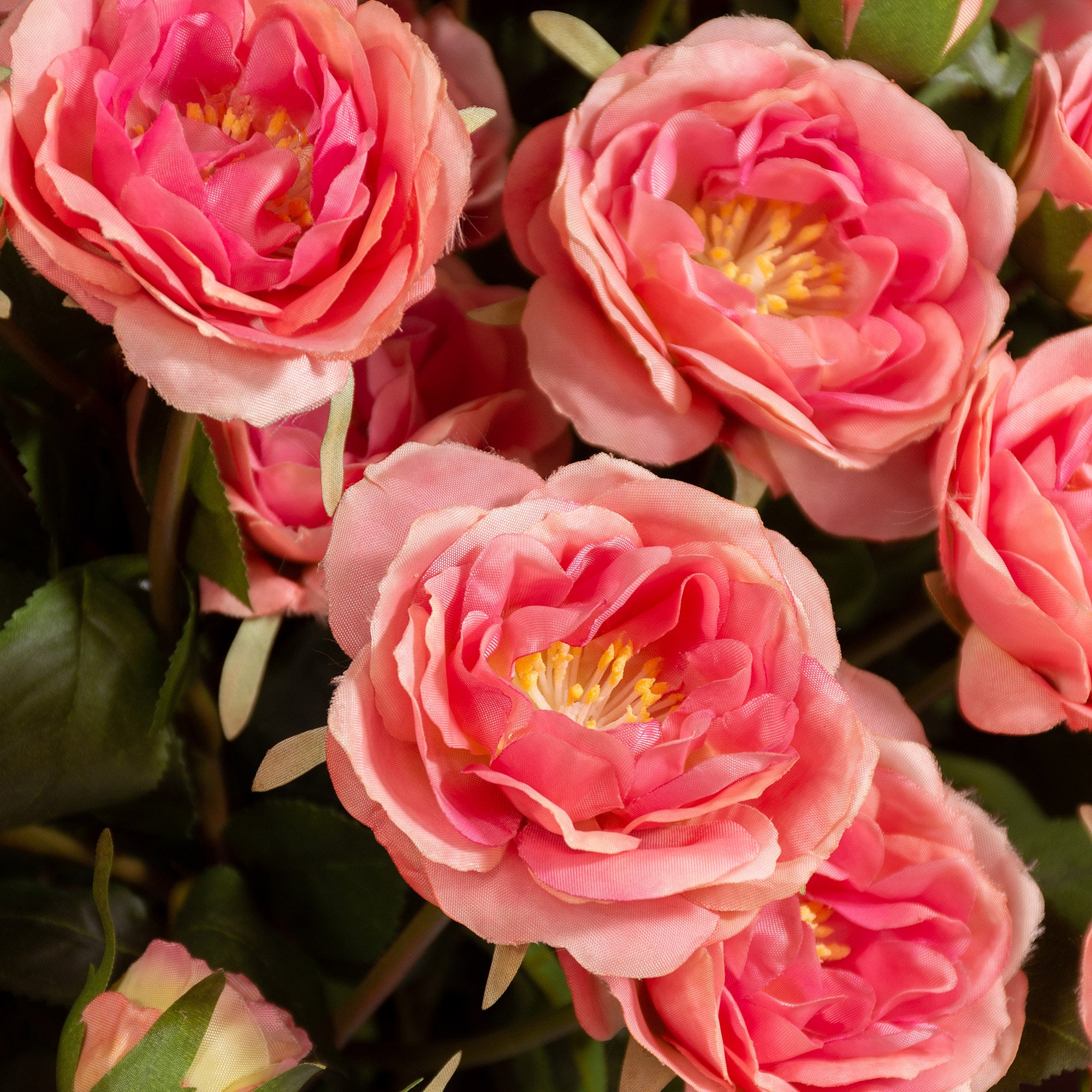 Rose Spray