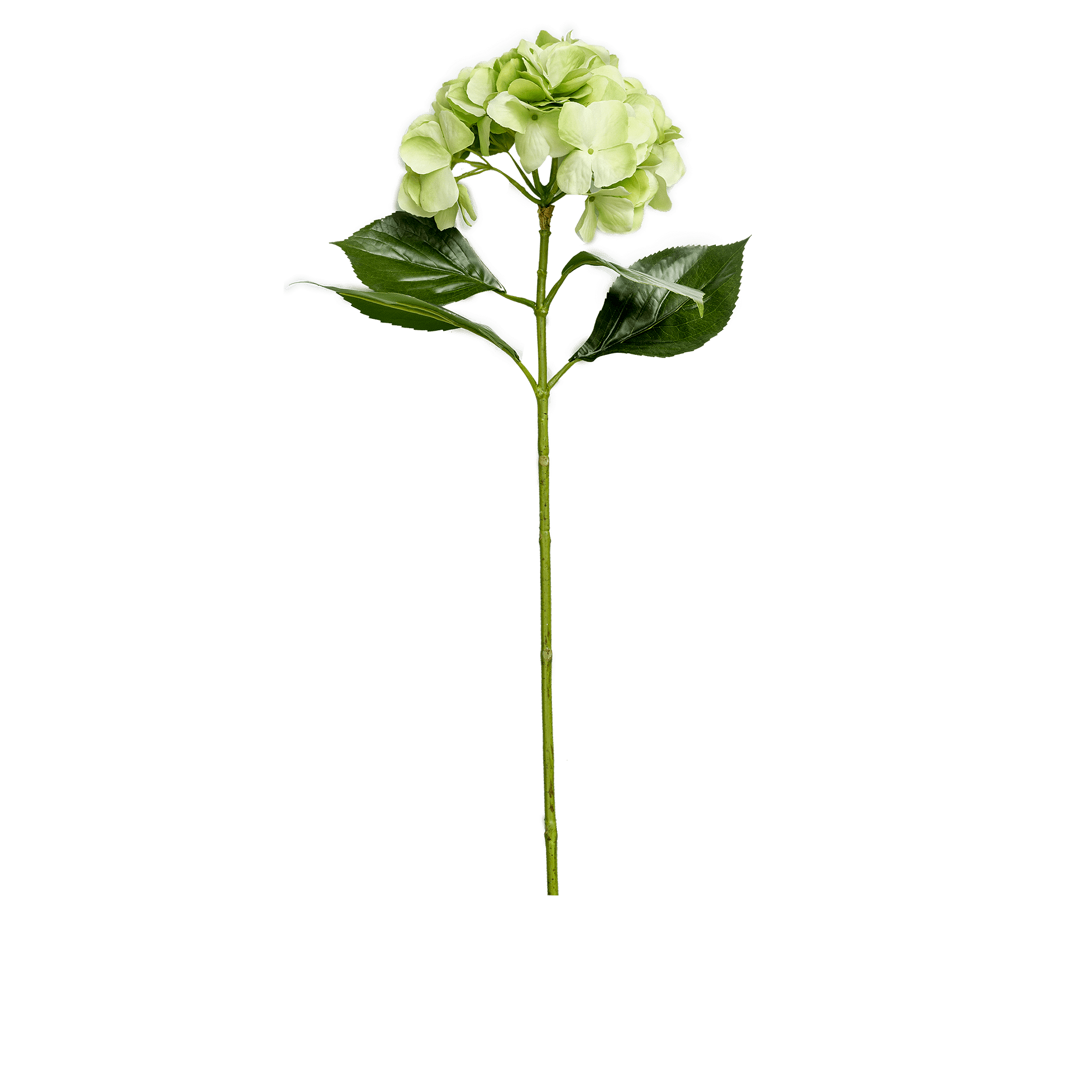 Hydrangea Stem Large