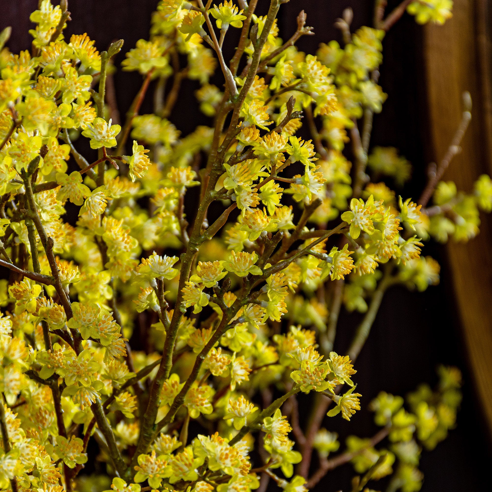 Forsythia Branch