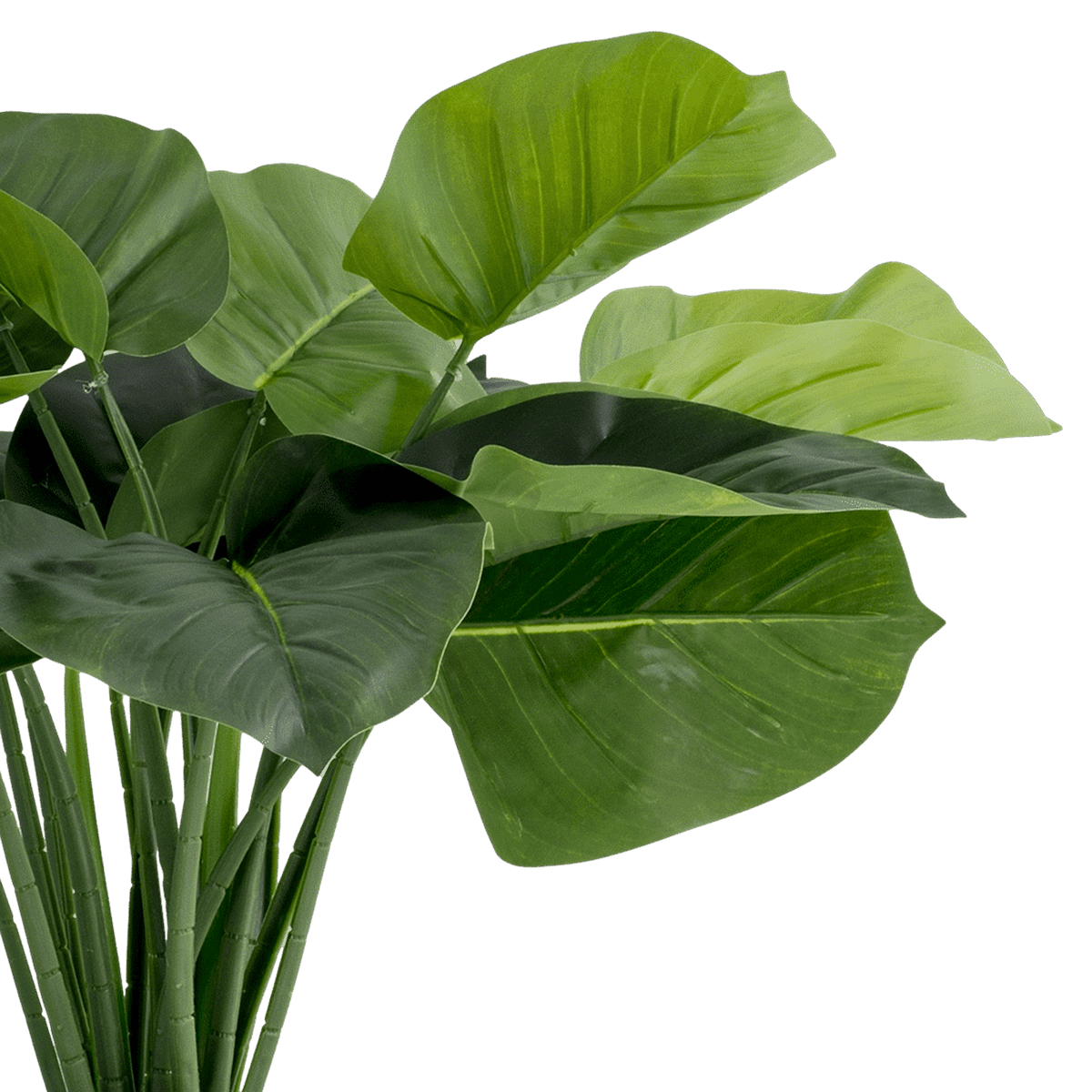 Peace Lily Potted Plant
