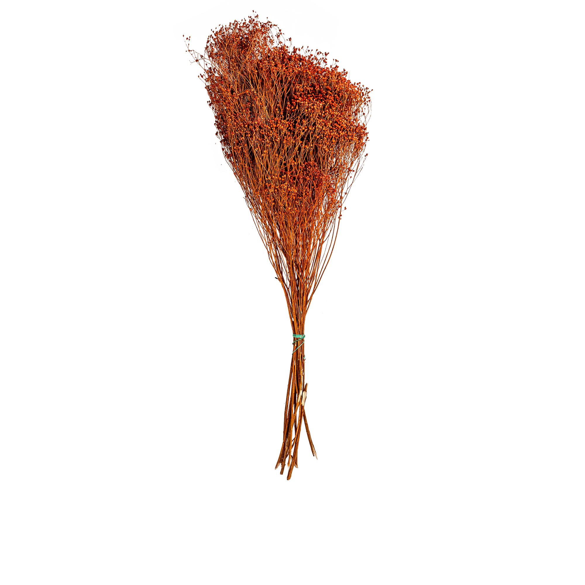 Dried Botanical Bunch Orange