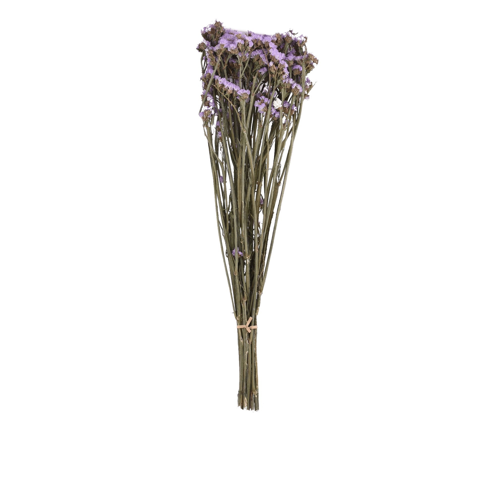 Limonium Sinense Dried Botanical