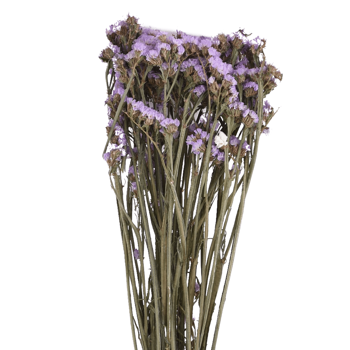 Limonium Sinense Dried Botanical