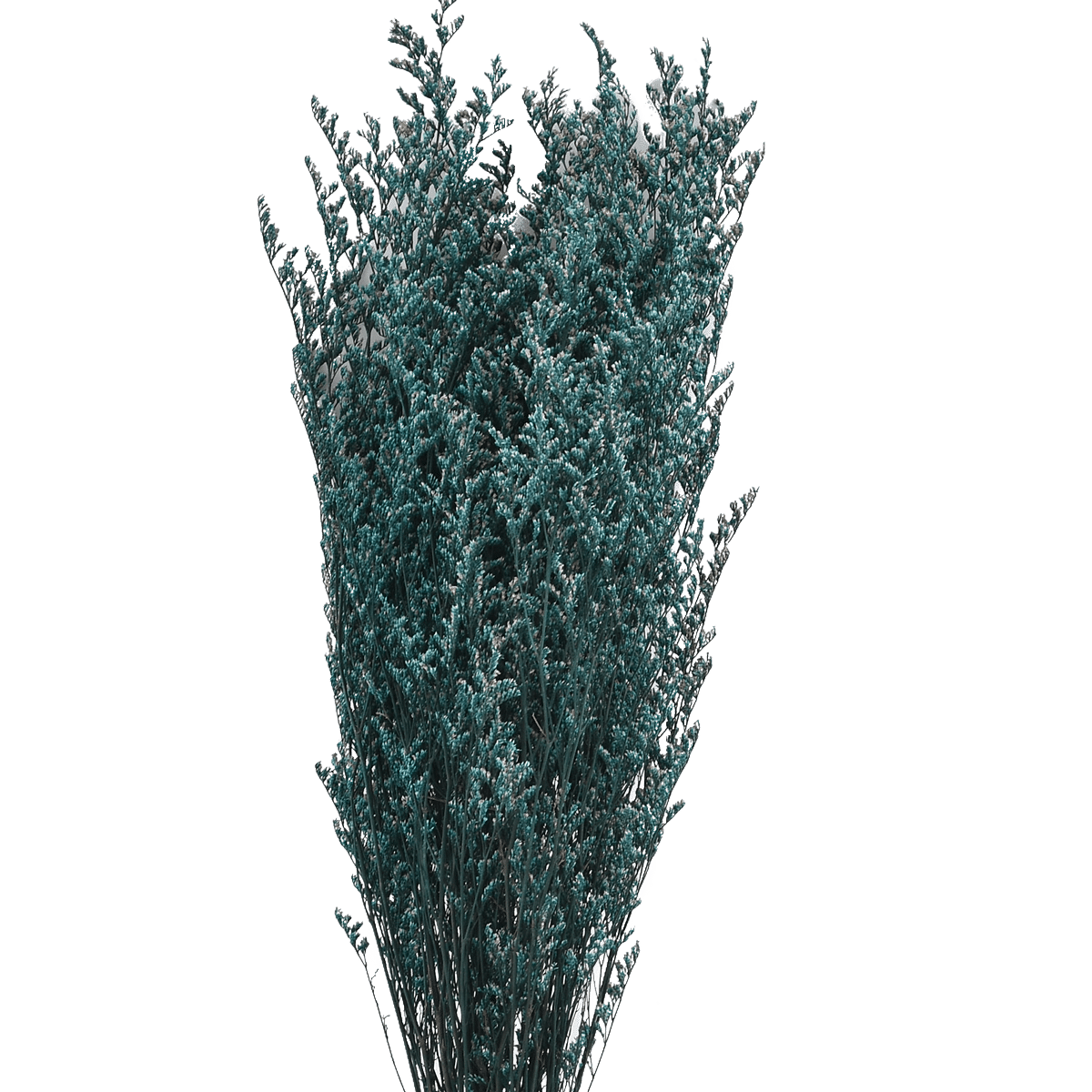 Preserve Codariocalyx Dried Botanical