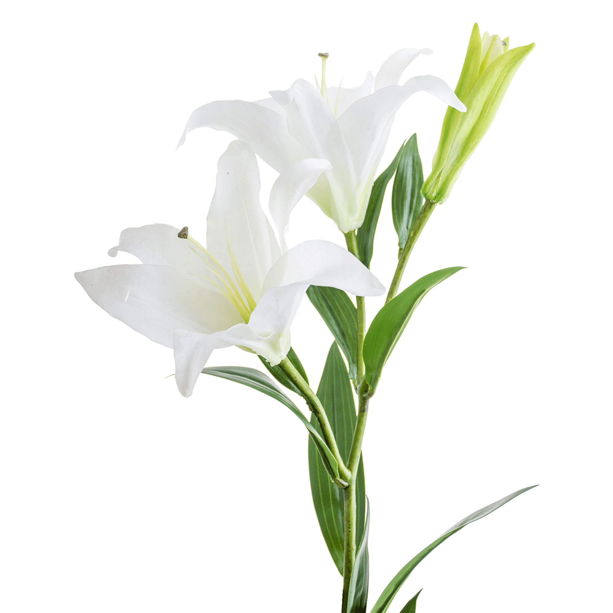 ITEM-003535_2_1