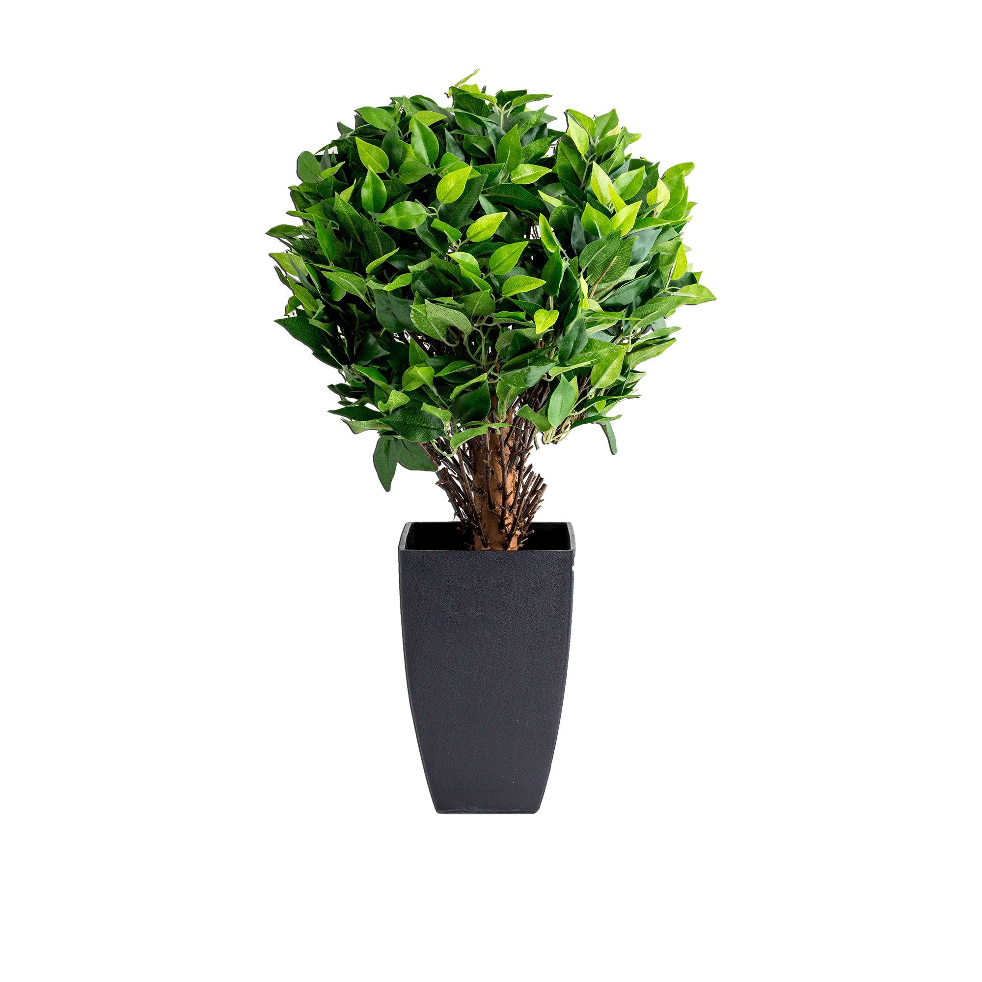 PETITE FICUS