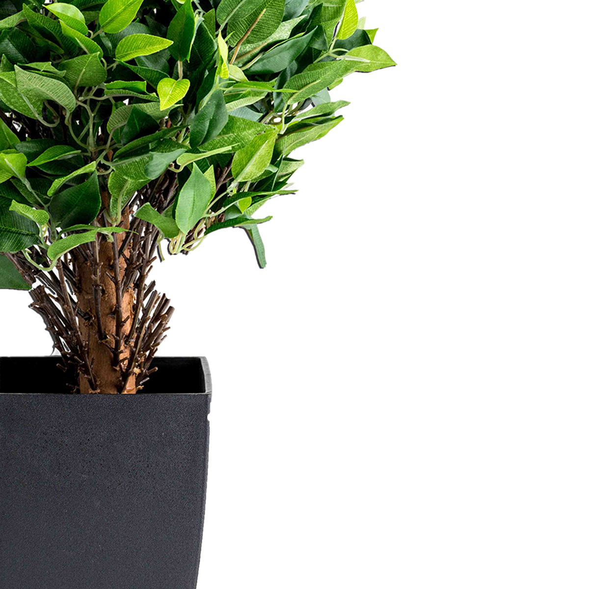 PETITE FICUS