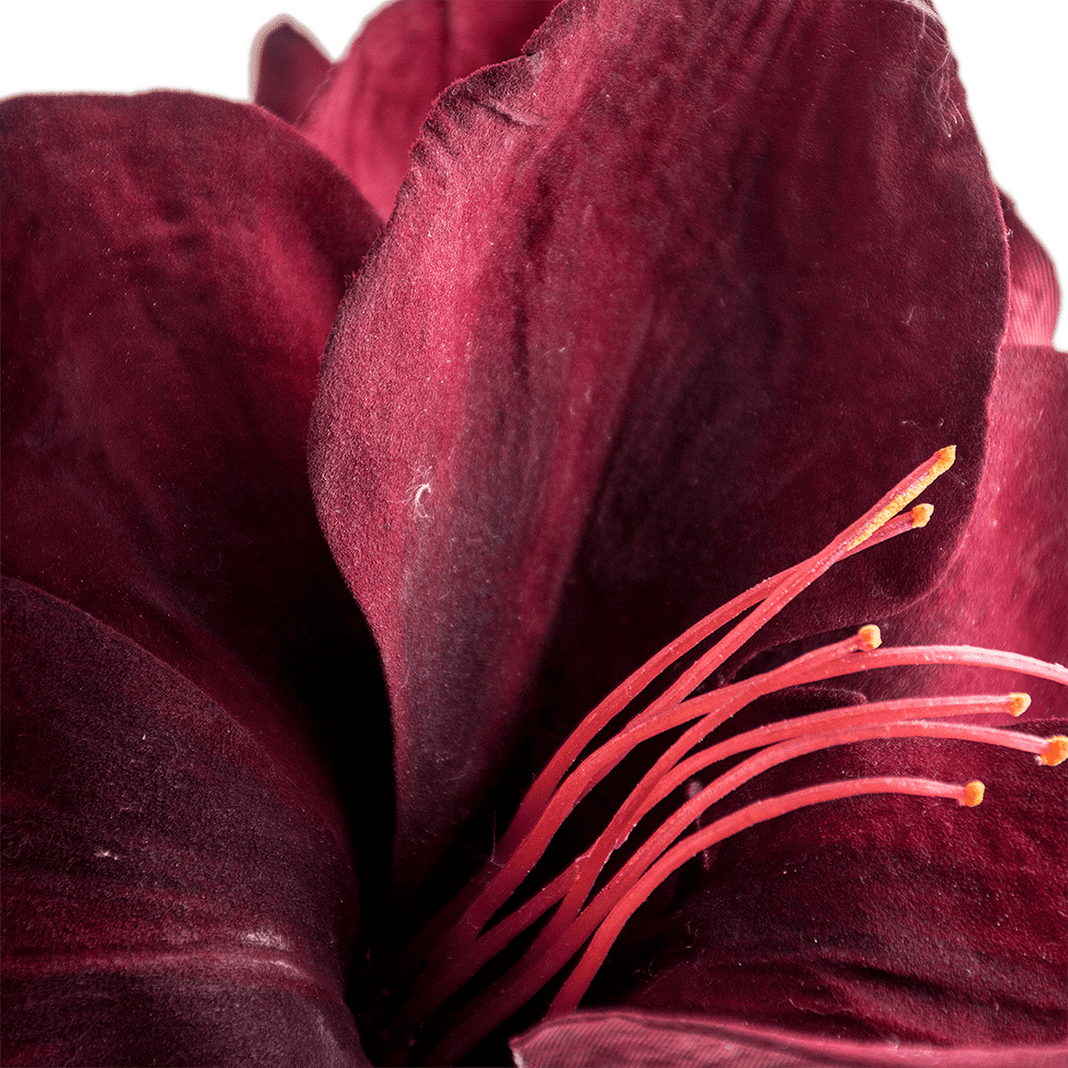 Amaryllis Stem