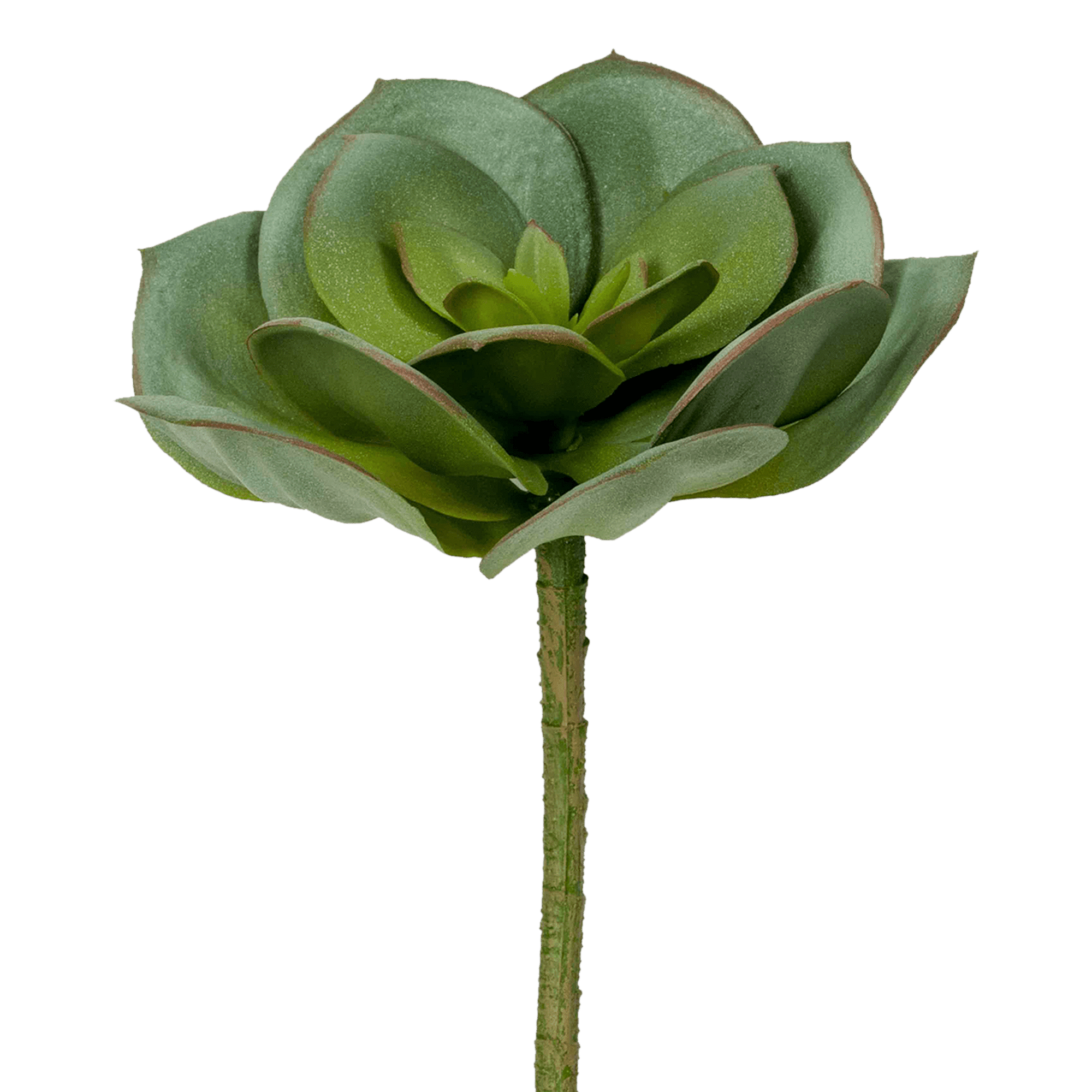 Succulent