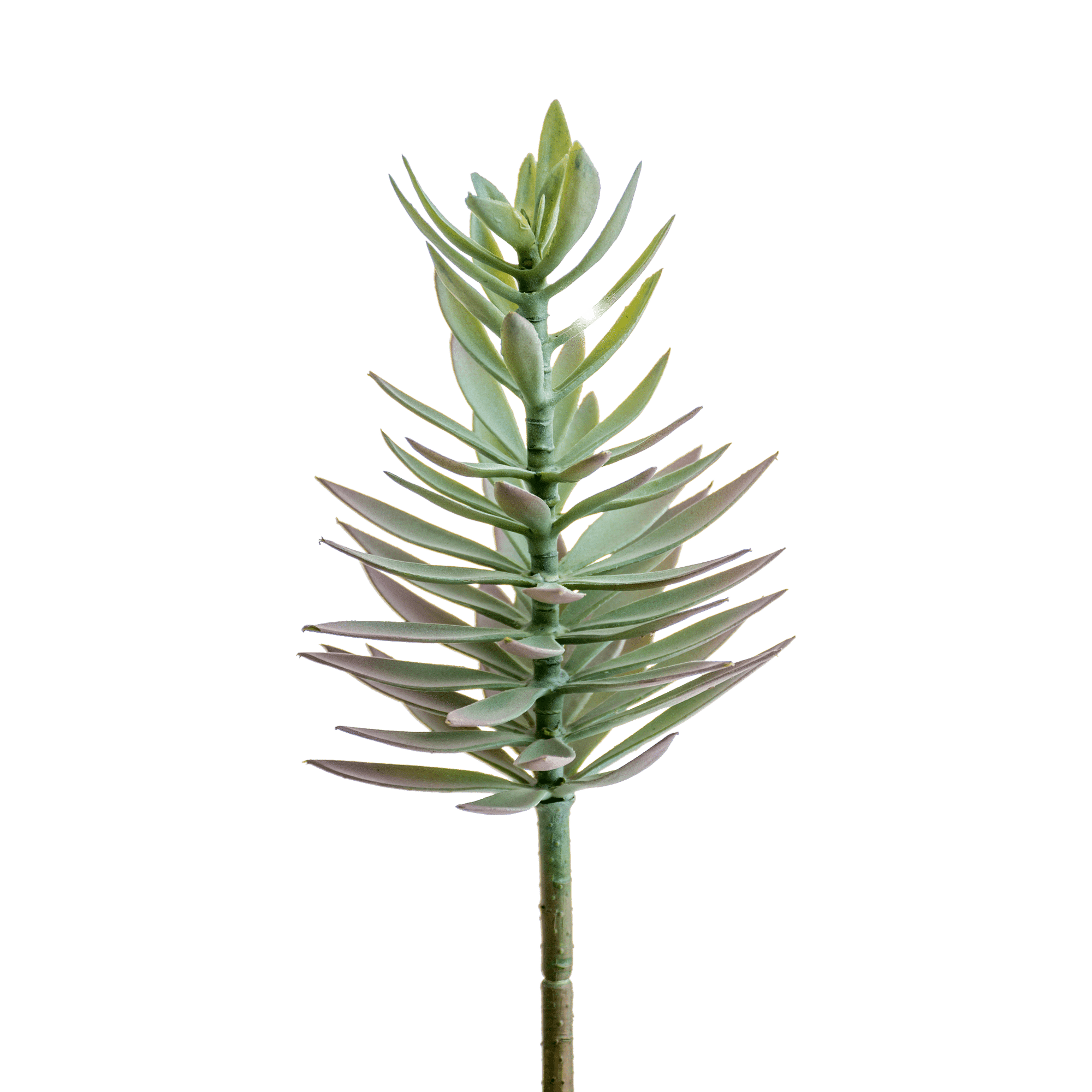 Needle Needle