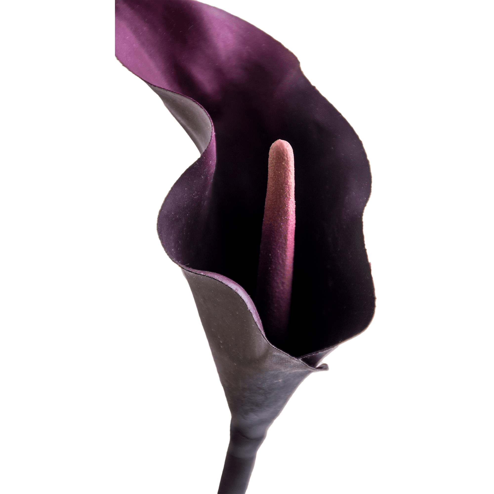 ITEM-018284_1_1