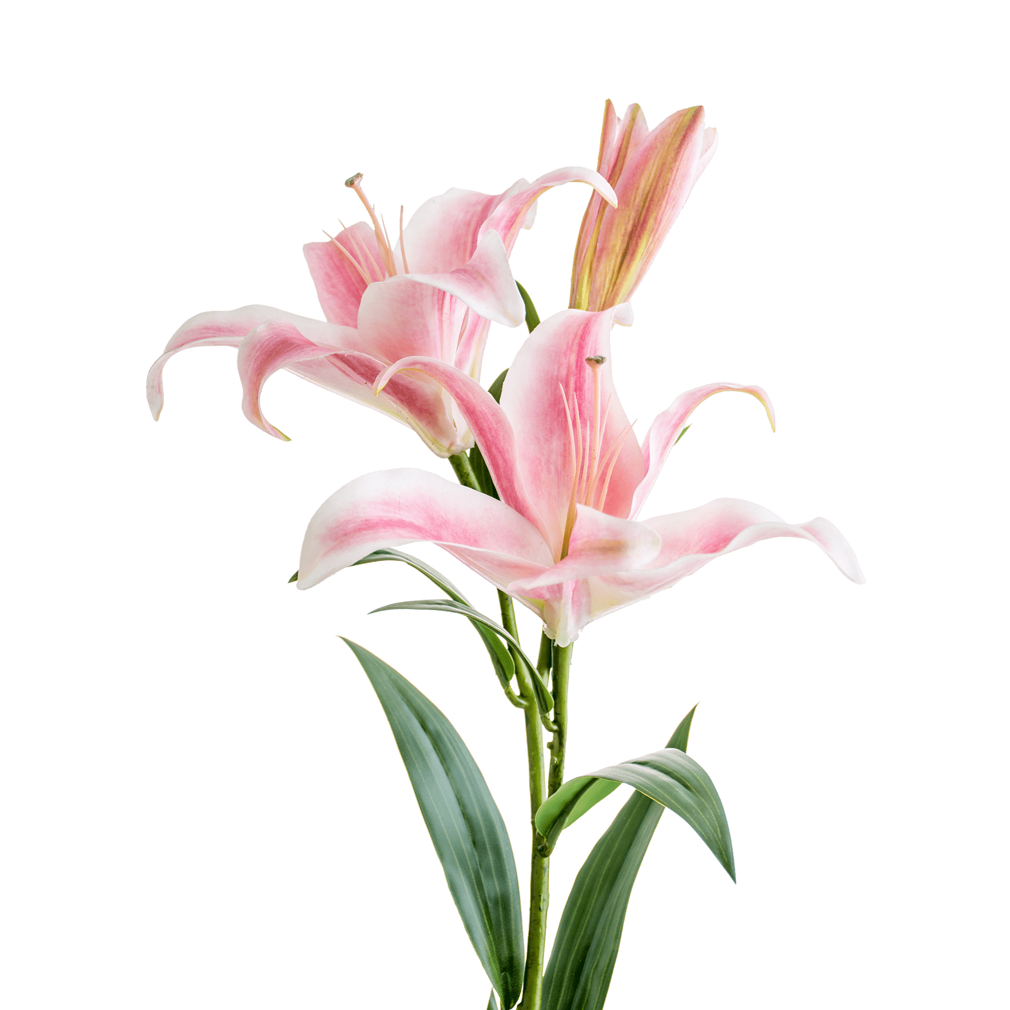 ITEM-018286_2_1