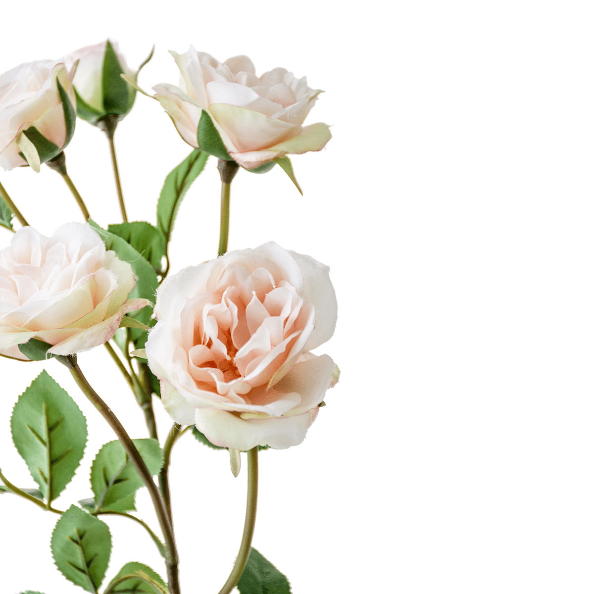 Rose Stem