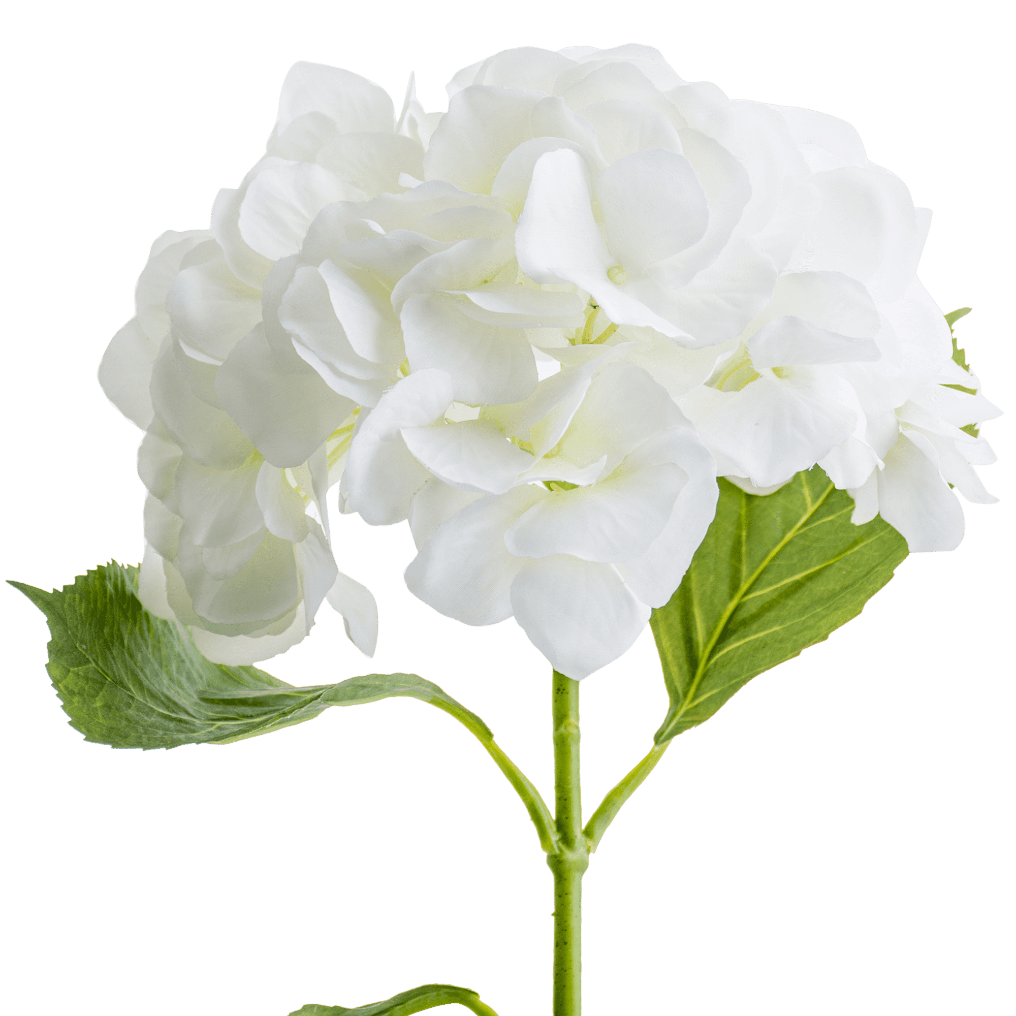 Hydrangea Stem