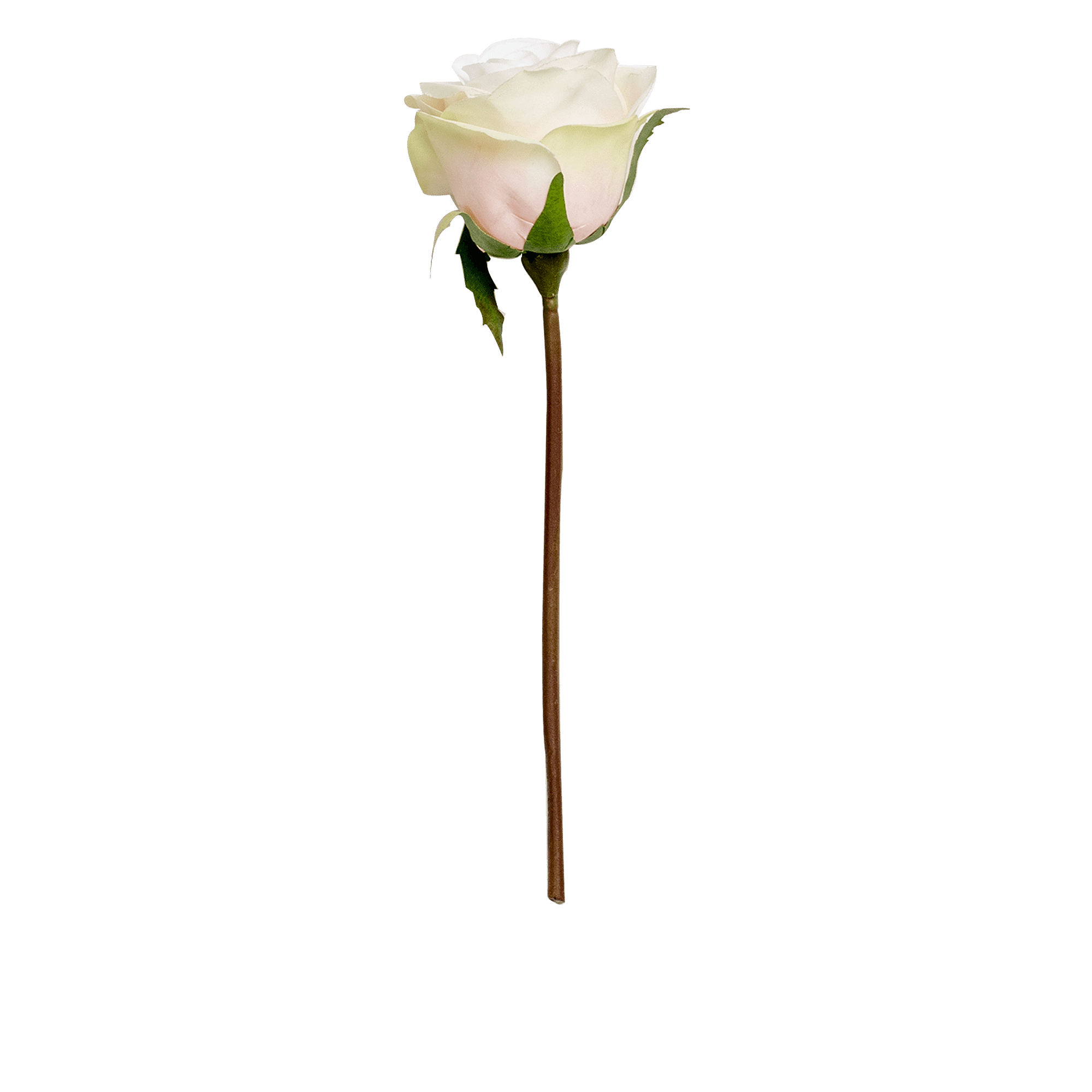 Rose Stem