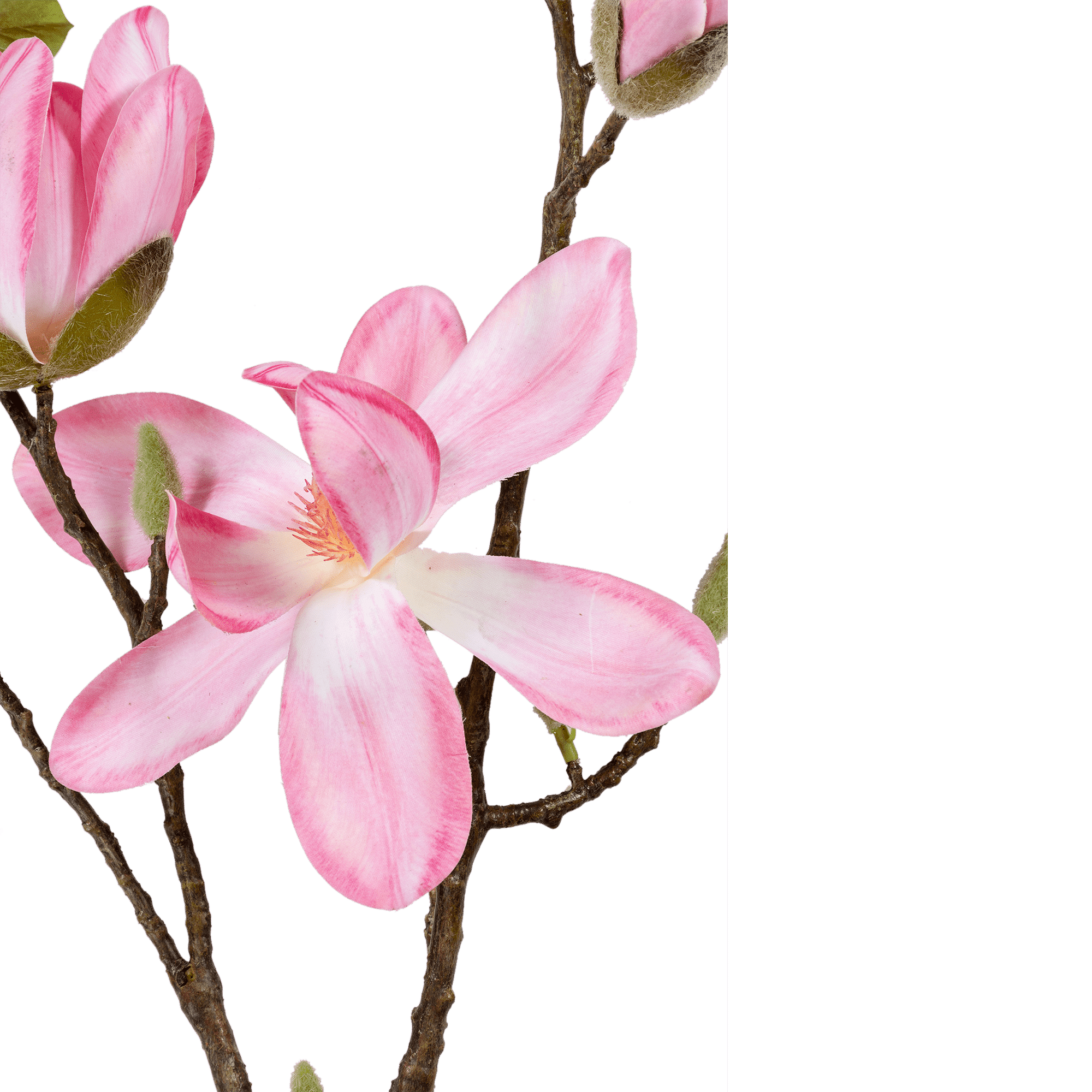 Magnolia Spray