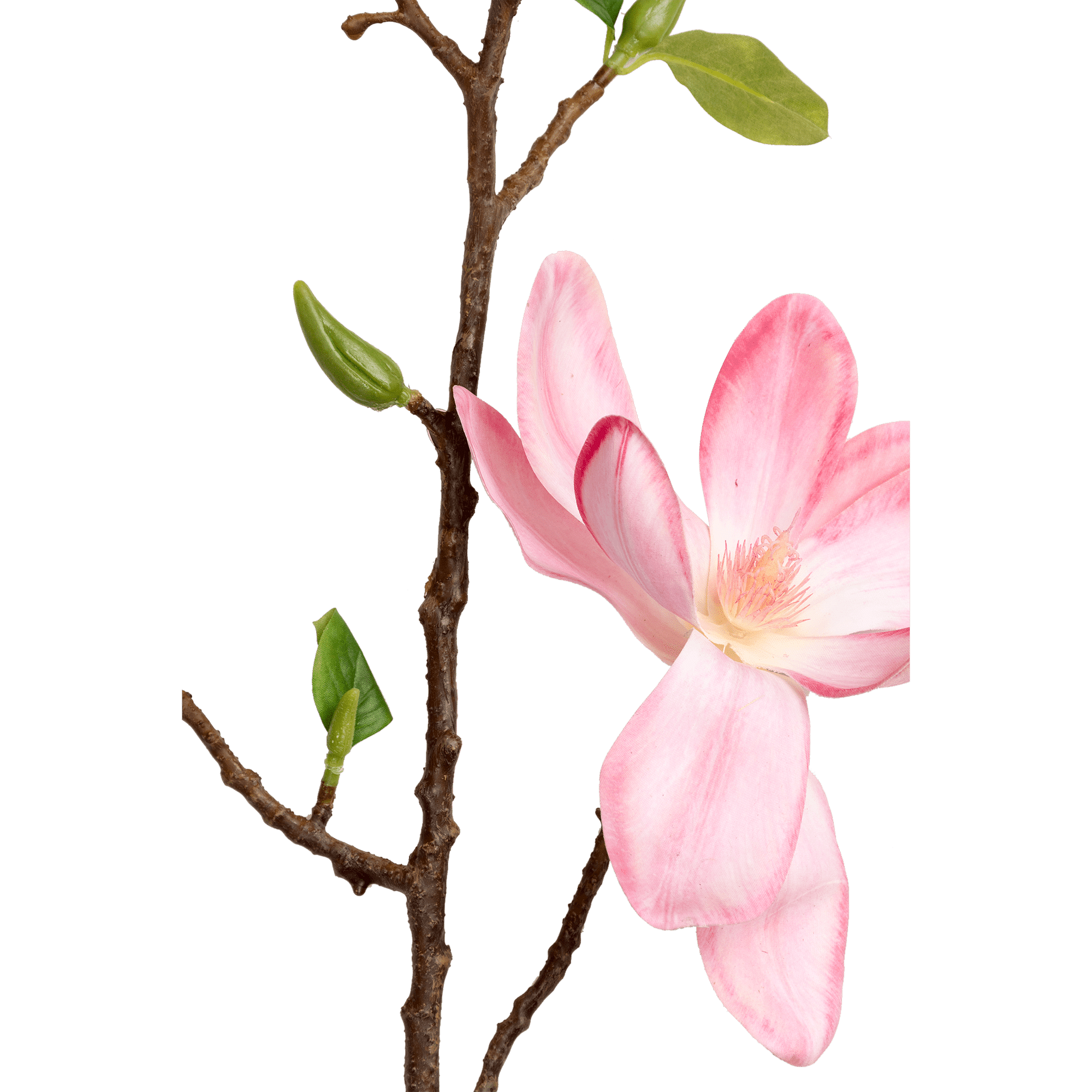 Magnolia Spray