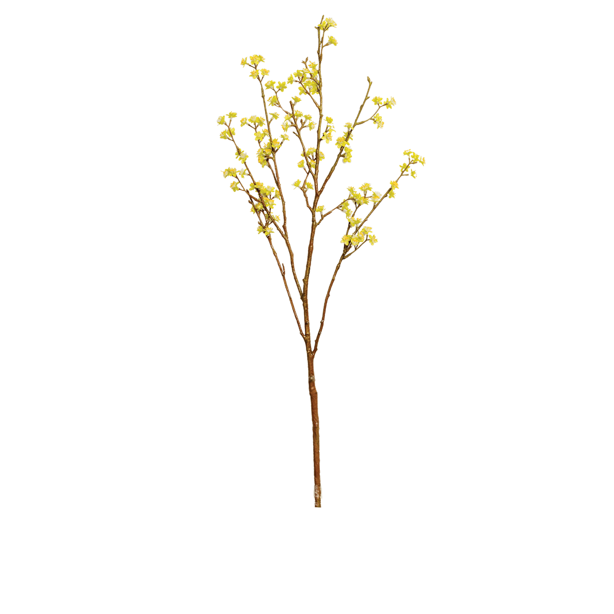 Forsythia Branch