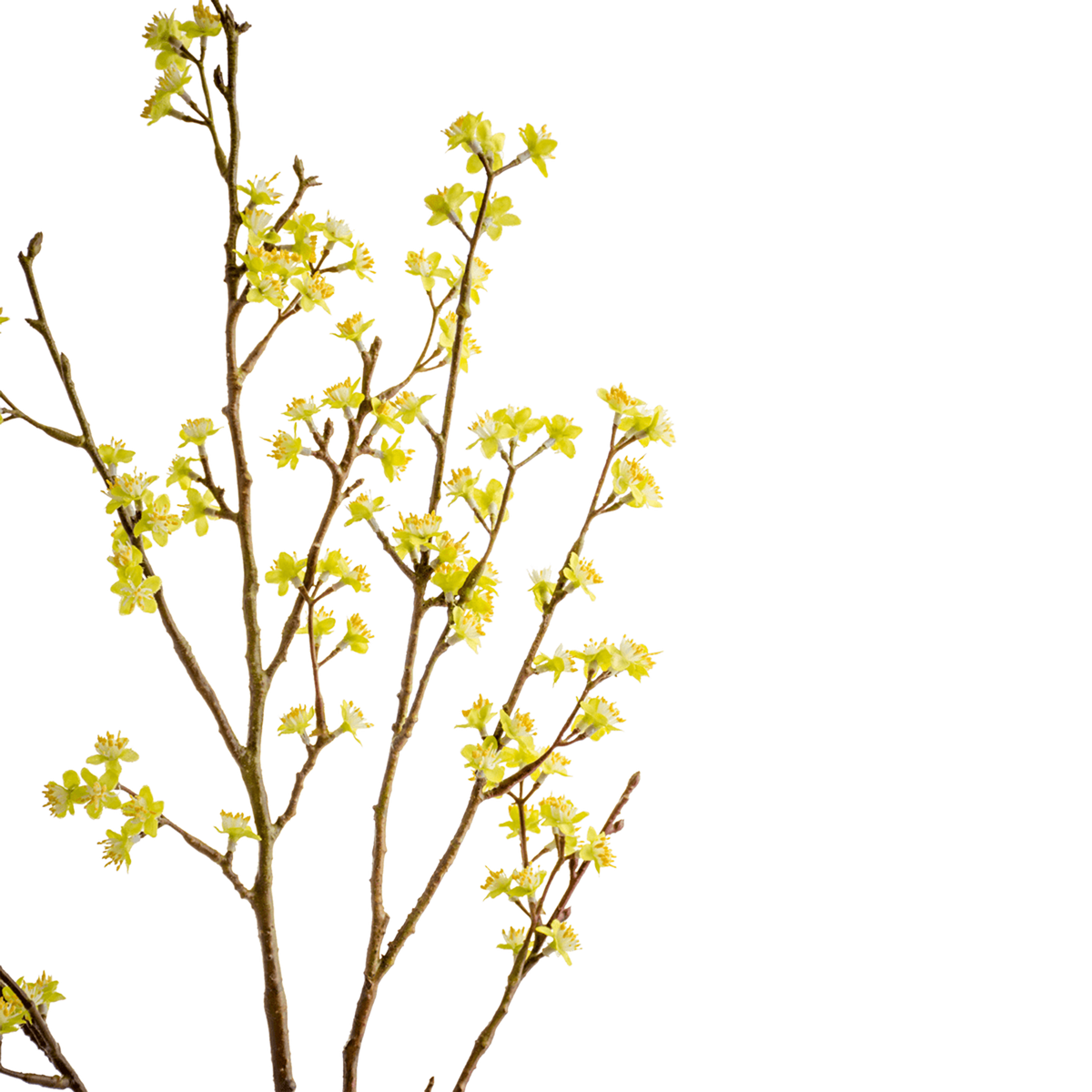 Forsythia Branch